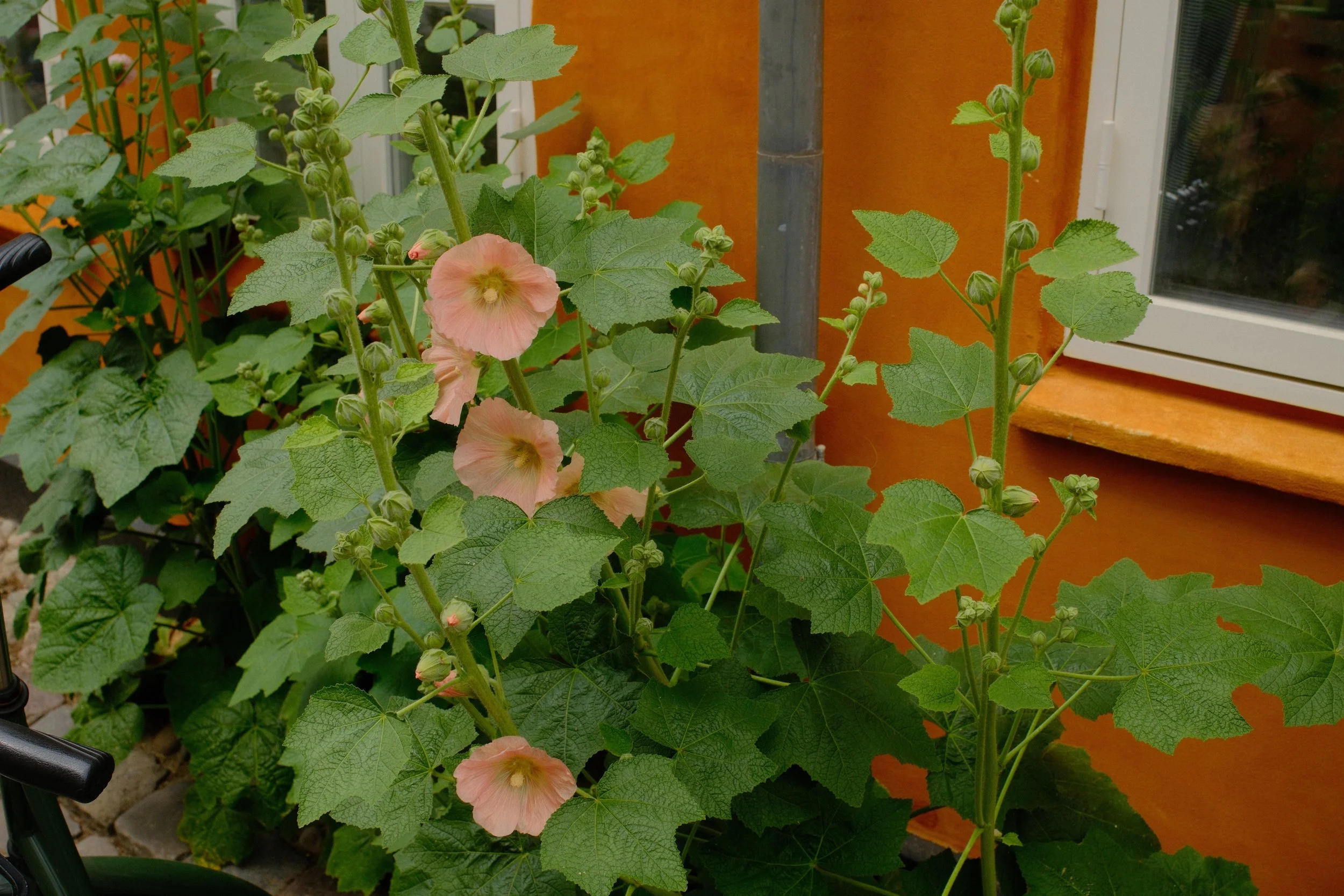 Peach-colored hollyhock flowers growing next to a window on a balcony or patio.
