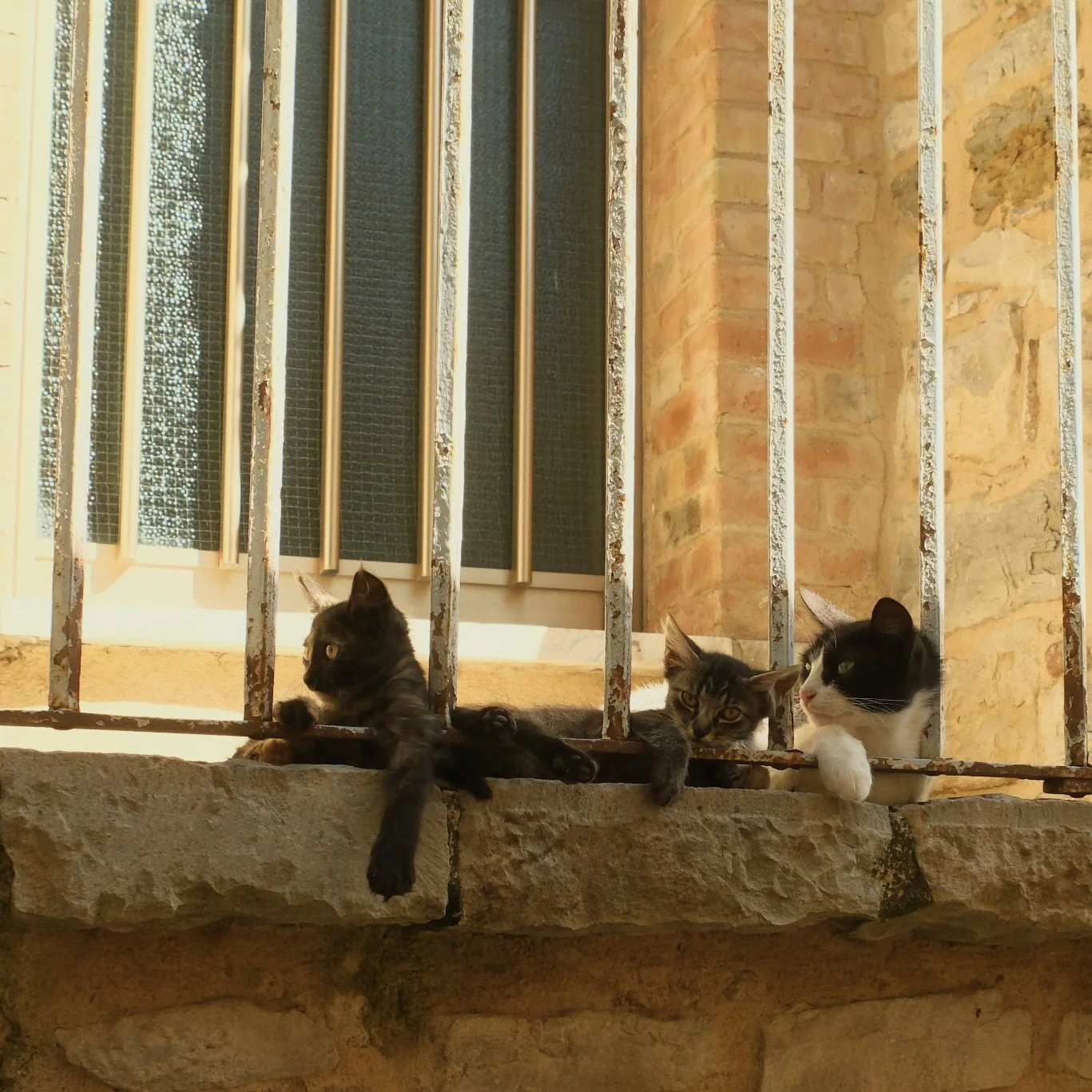 Three cats lying on a stone ledge behind rusty metal bars in front of a brick wall and window.