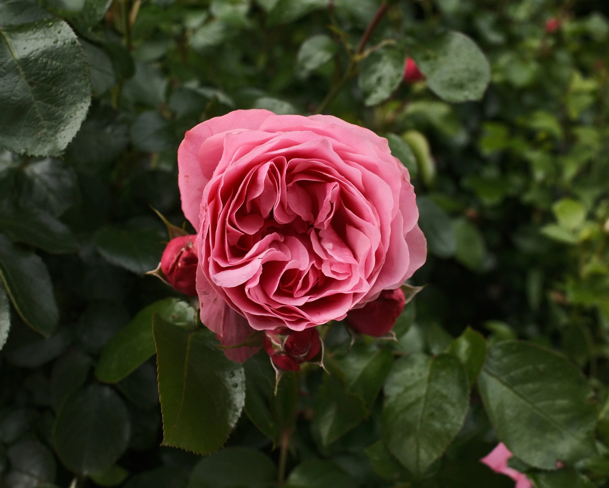 Close-up of a pink rose flower surrounded by green leaves.