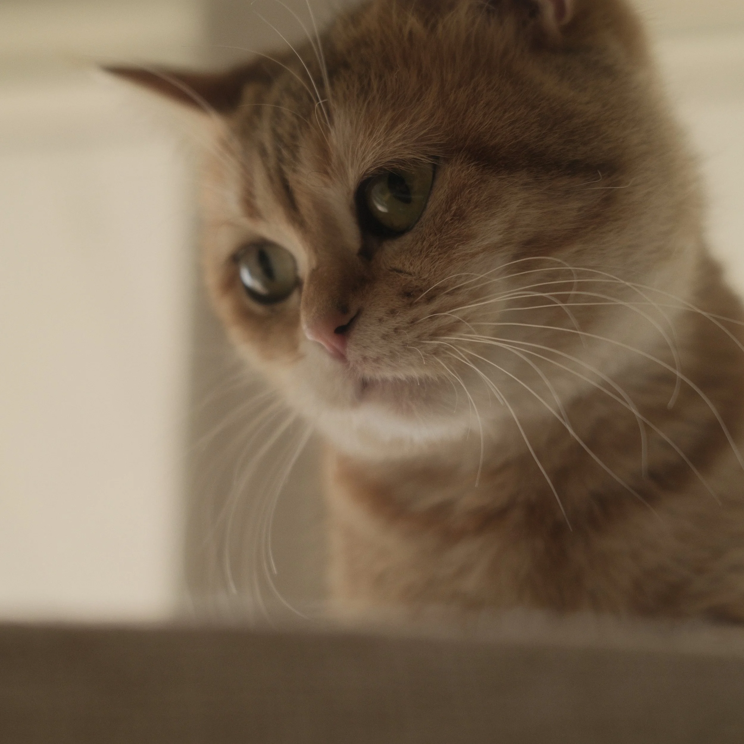 Close-up of a brown cat with green eyes, partially hidden behind a blurred light-colored surface.