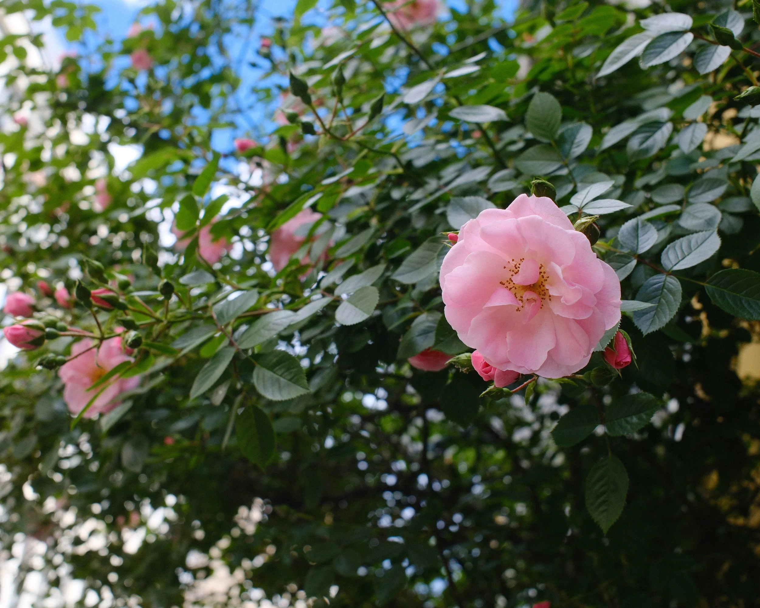 Pink flowers and green leaves on a bush with a blue sky background.