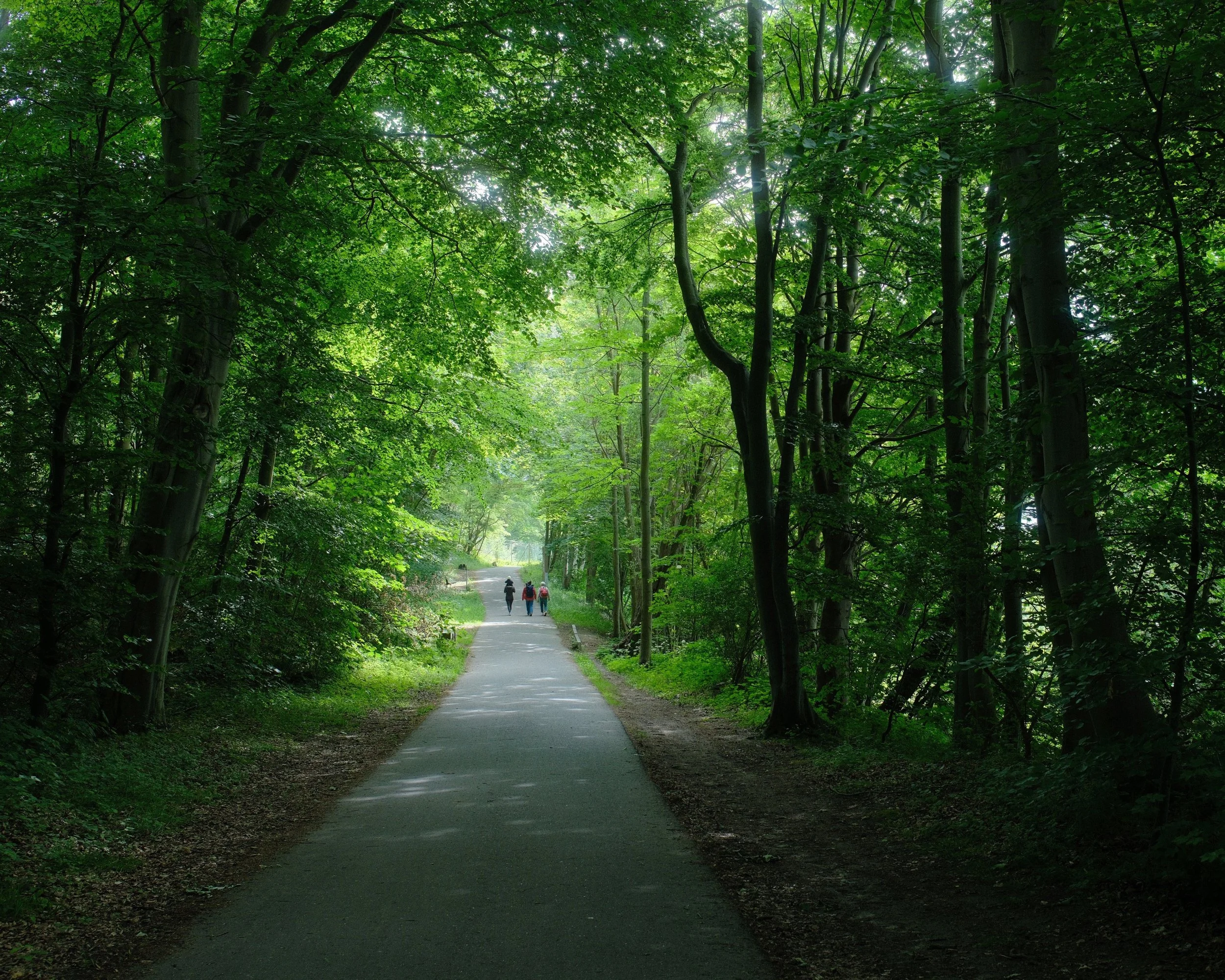 A paved walking trail through a dense, green forest with tall trees and lush foliage. Three people are walking along the trail in the distance.