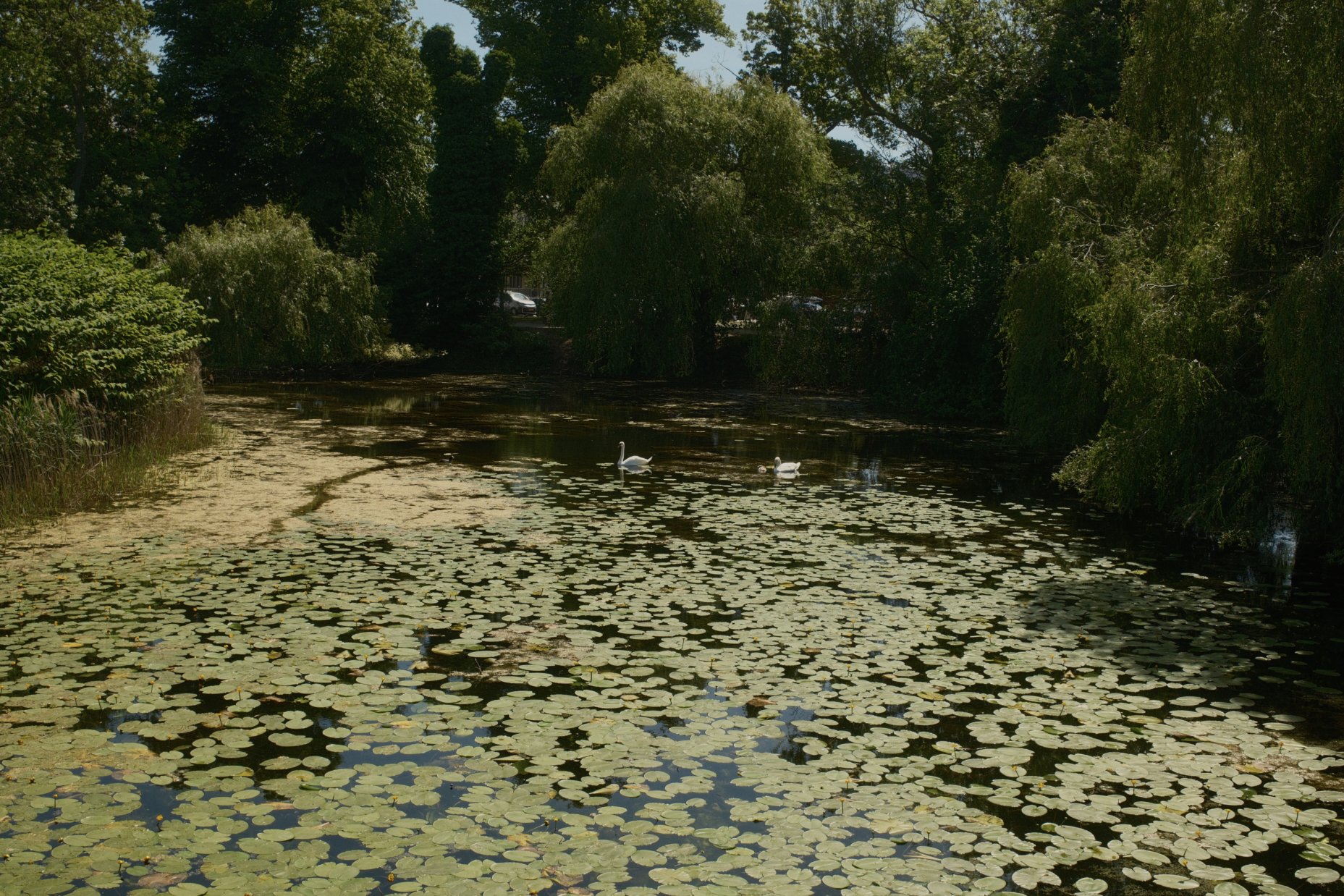 Swans swimming on a pond with lily pads, surrounded by lush green trees on a sunny day.