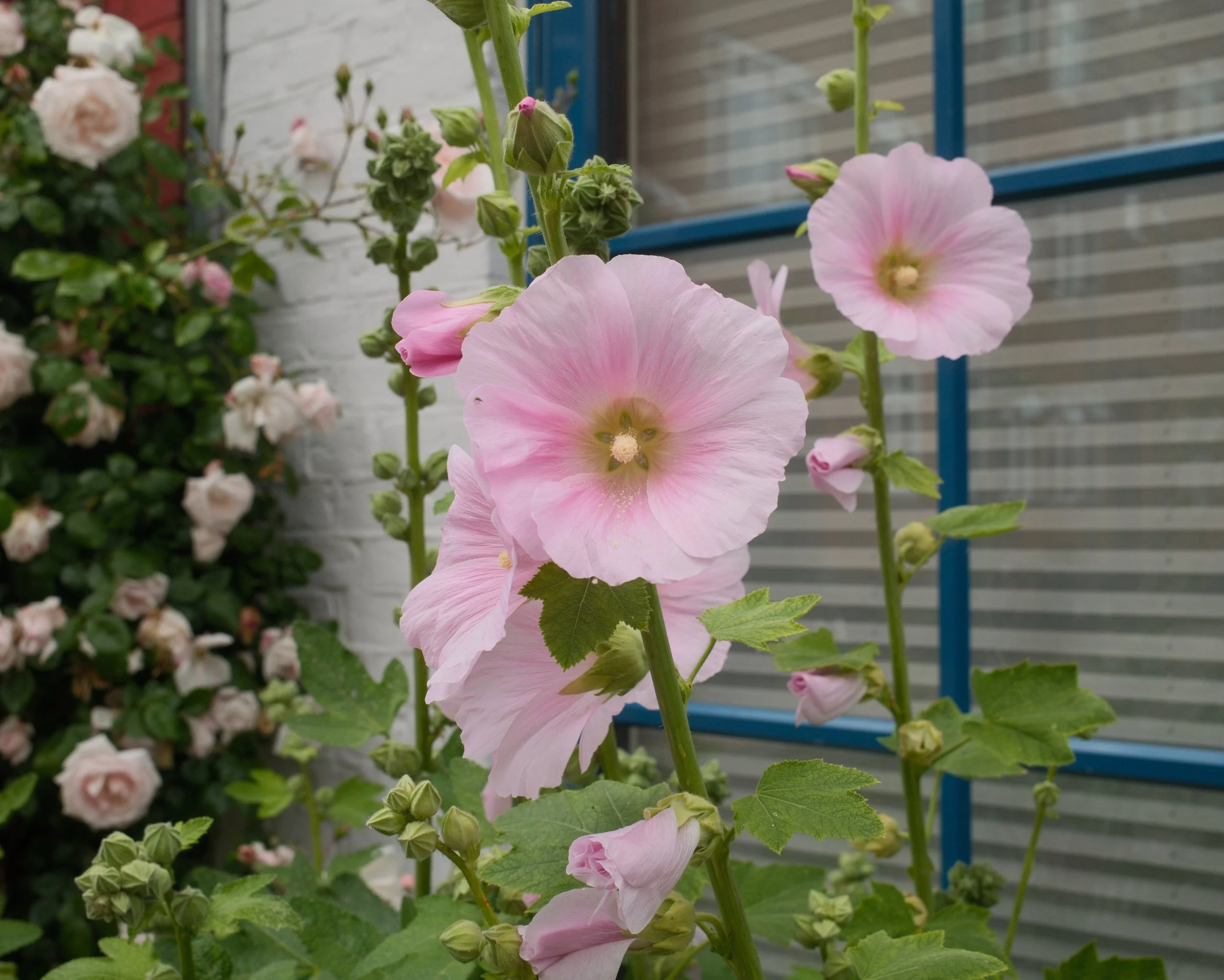 Close-up of tall pink hollyhock flowers with buds against a background of a white brick wall and a blue window frame.