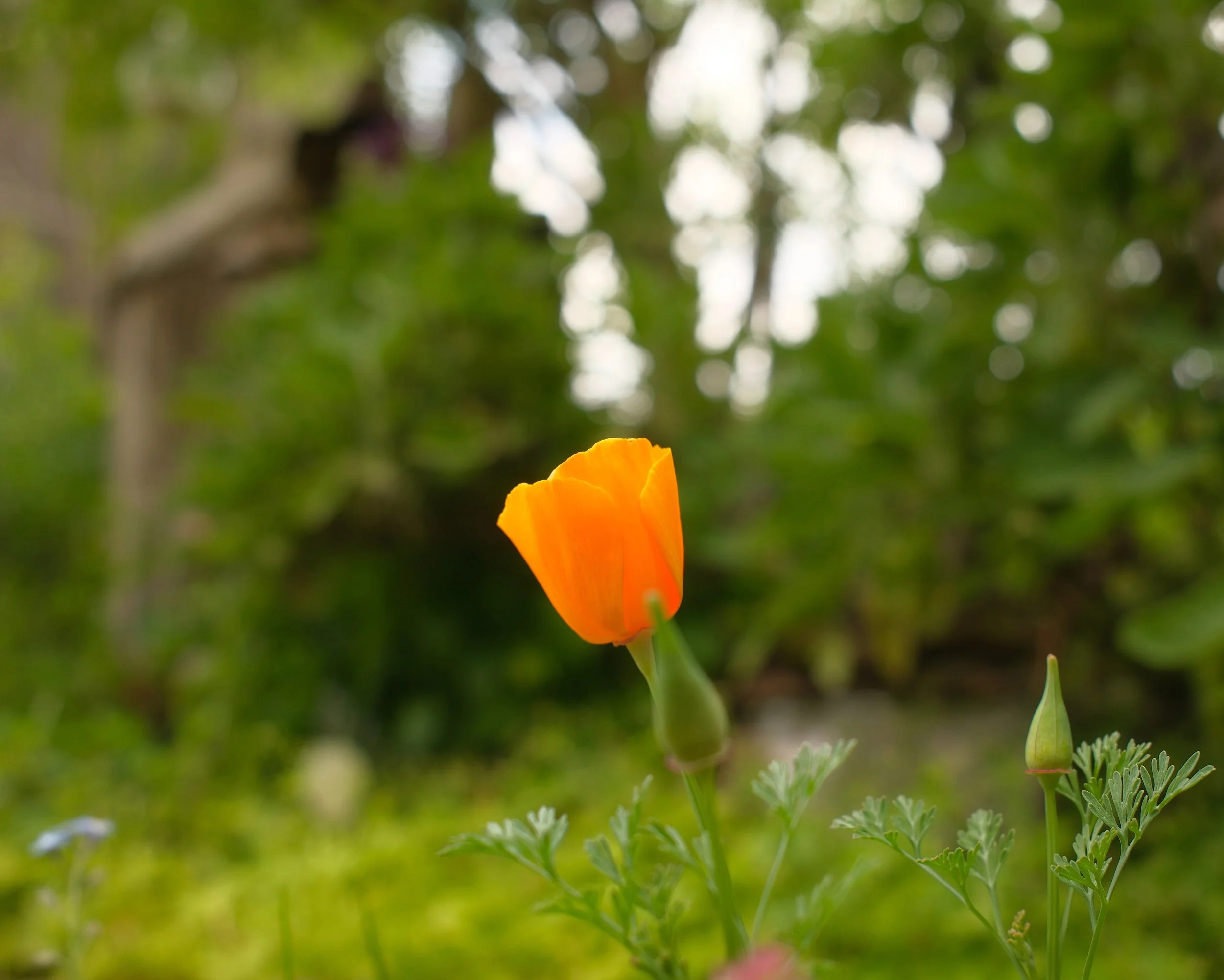 An orange poppy flower in a garden with green foliage and blurred trees in the background.