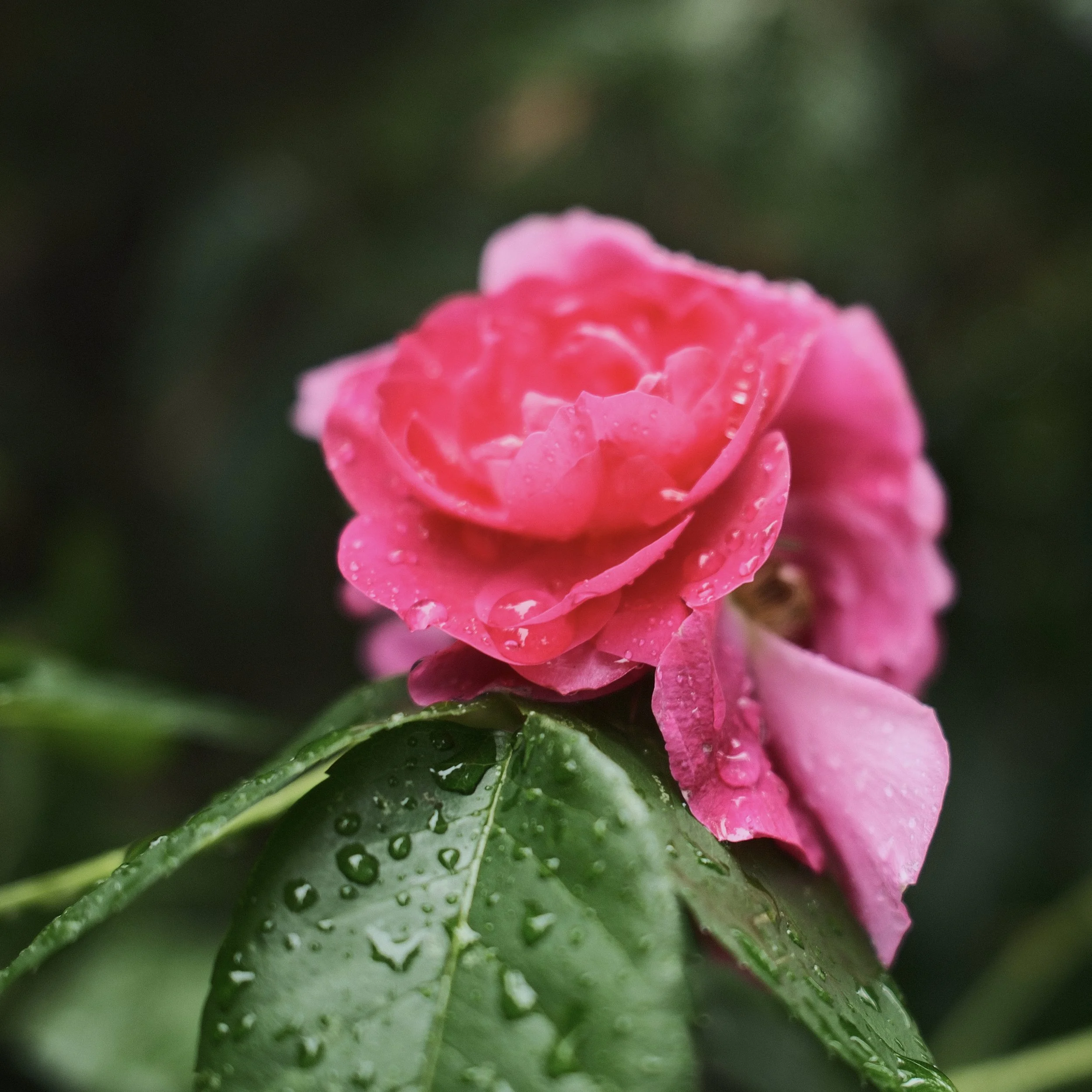 Close-up of a pink flower with water droplets on its petals and green leaves in the background.