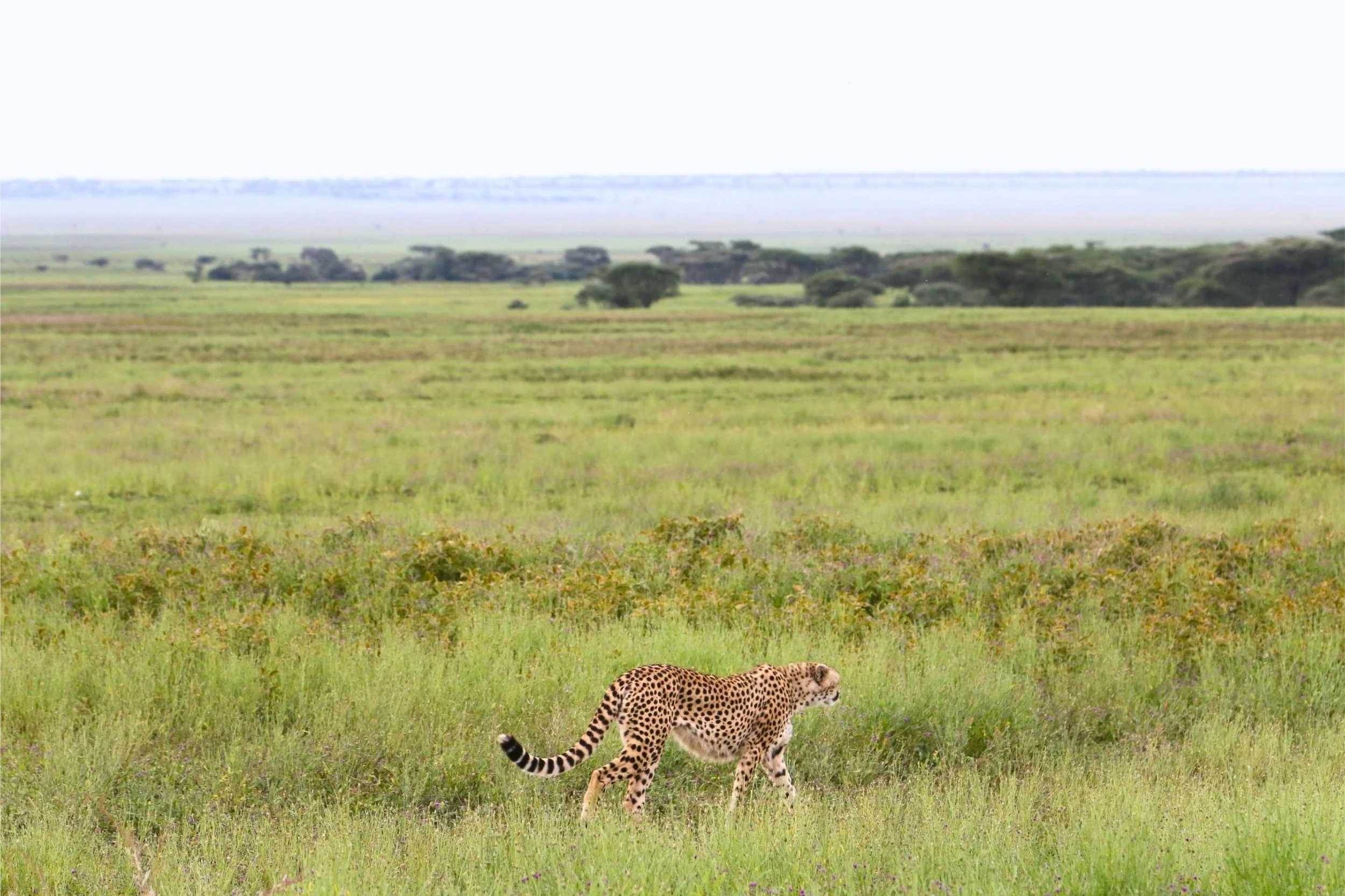 Cheetah_walking.jpg