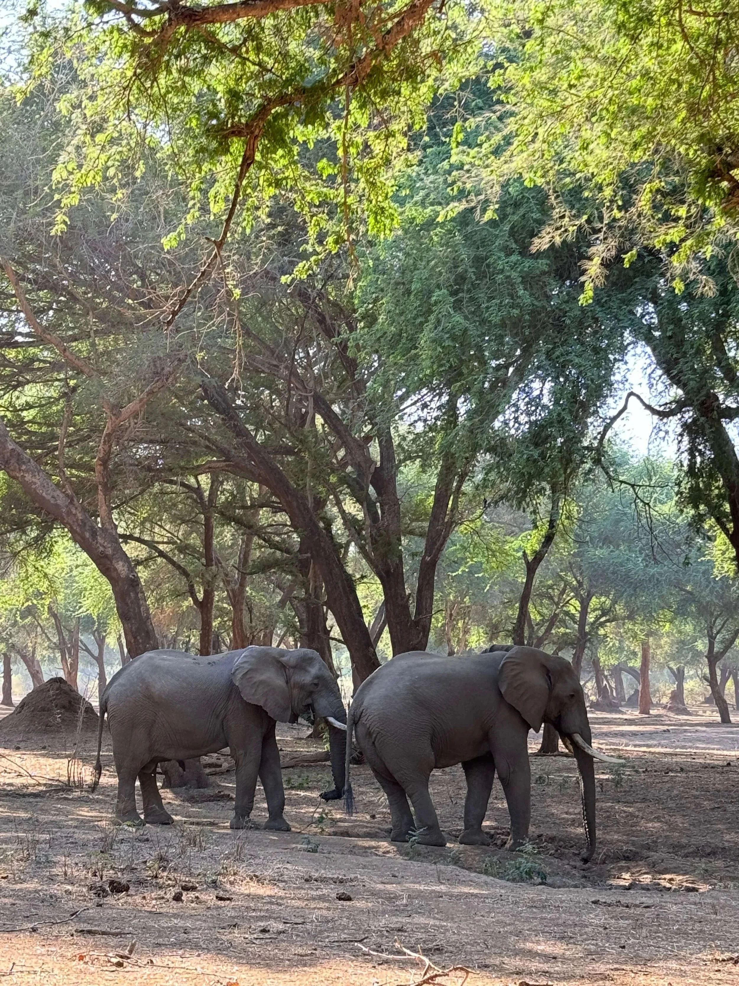 A Guide to Zambia Safaris: South Luangwa, Lower Zambezi and Victoria Falls