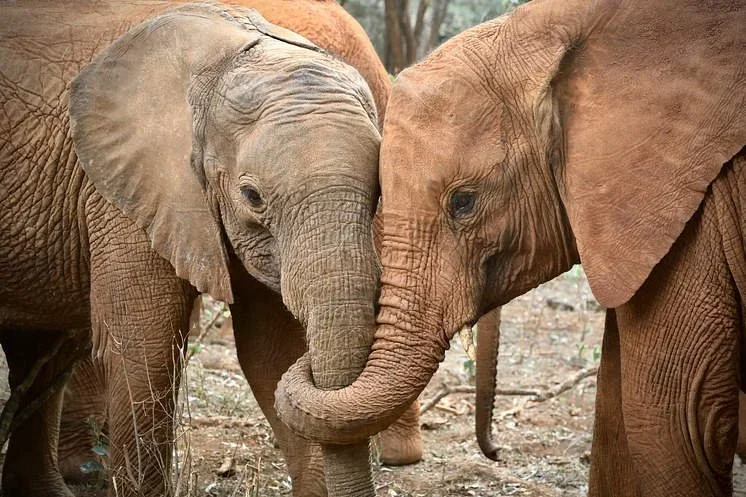 Gift Guide for the Safari Goer.