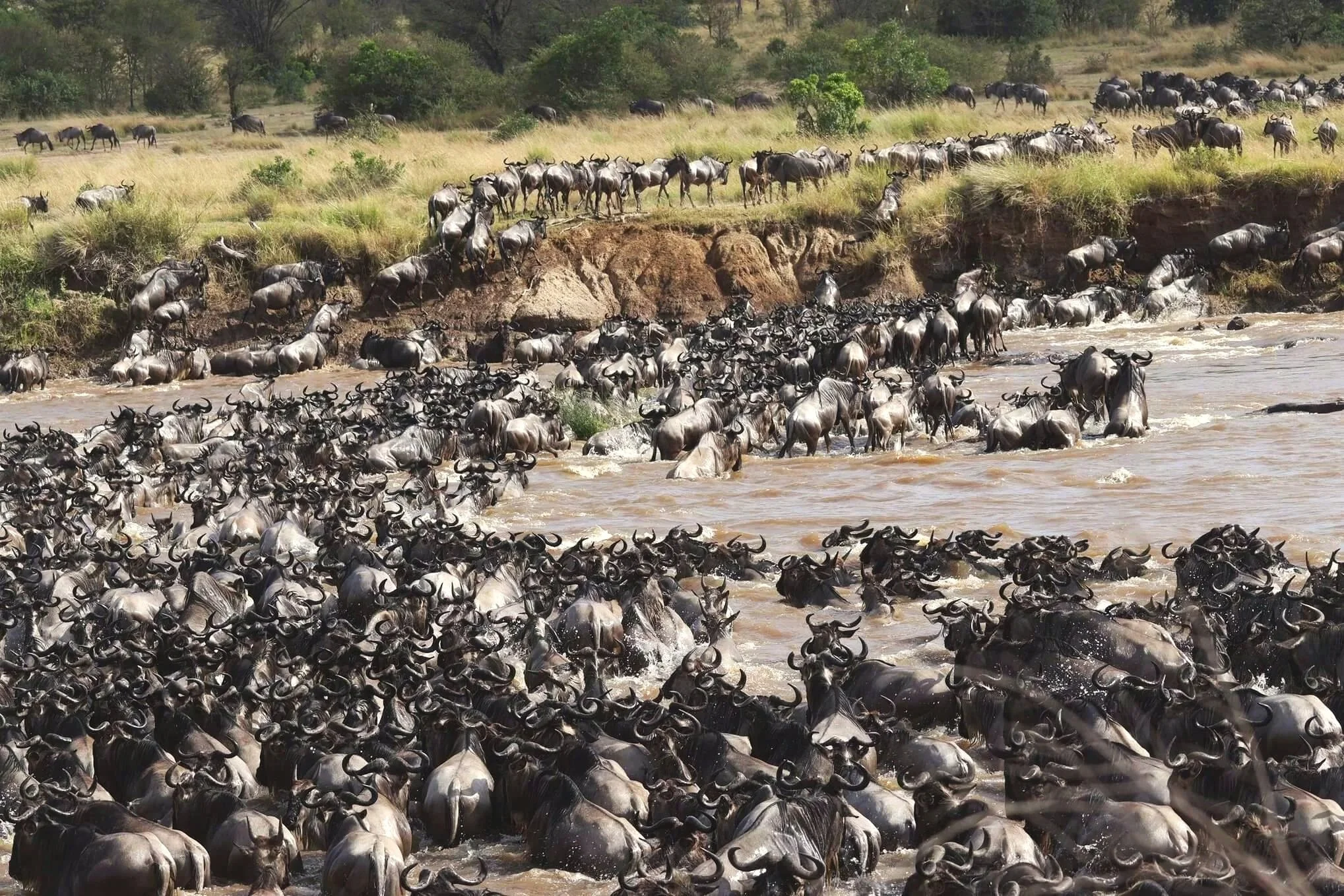 The Great Wildebeest Migration in Tanzania and Kenya