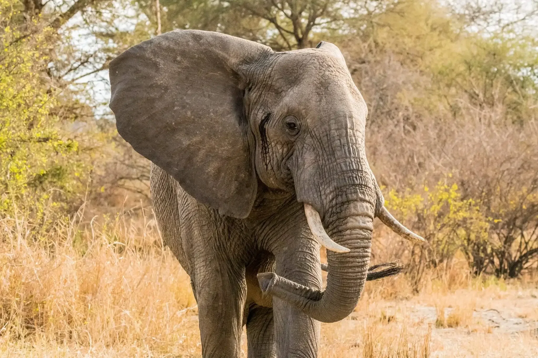 World Elephant Day: A love letter to Africa's Giants