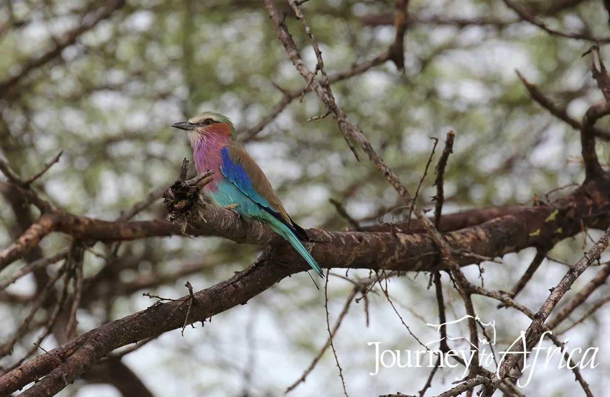 Birding on Safari