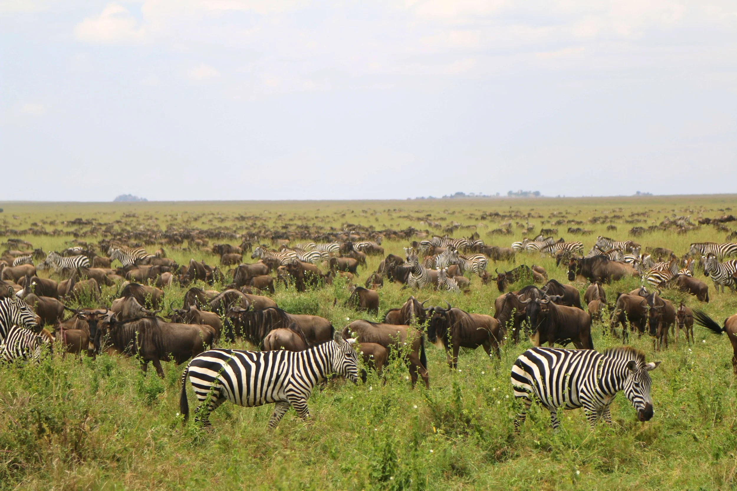 Zebra_and _Wildebeest.jpg