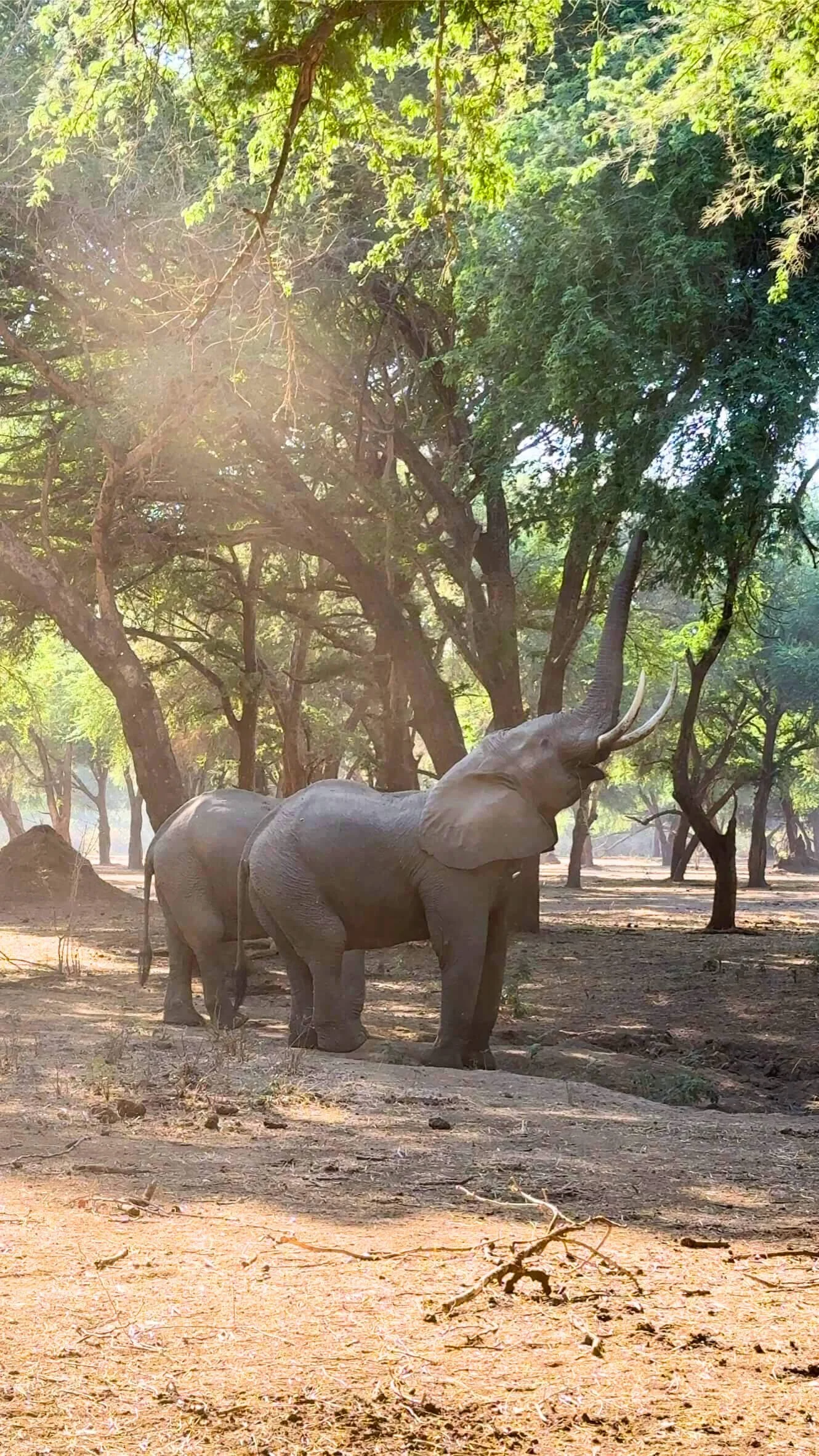 JTA_Elephants_Zambia_.jpg