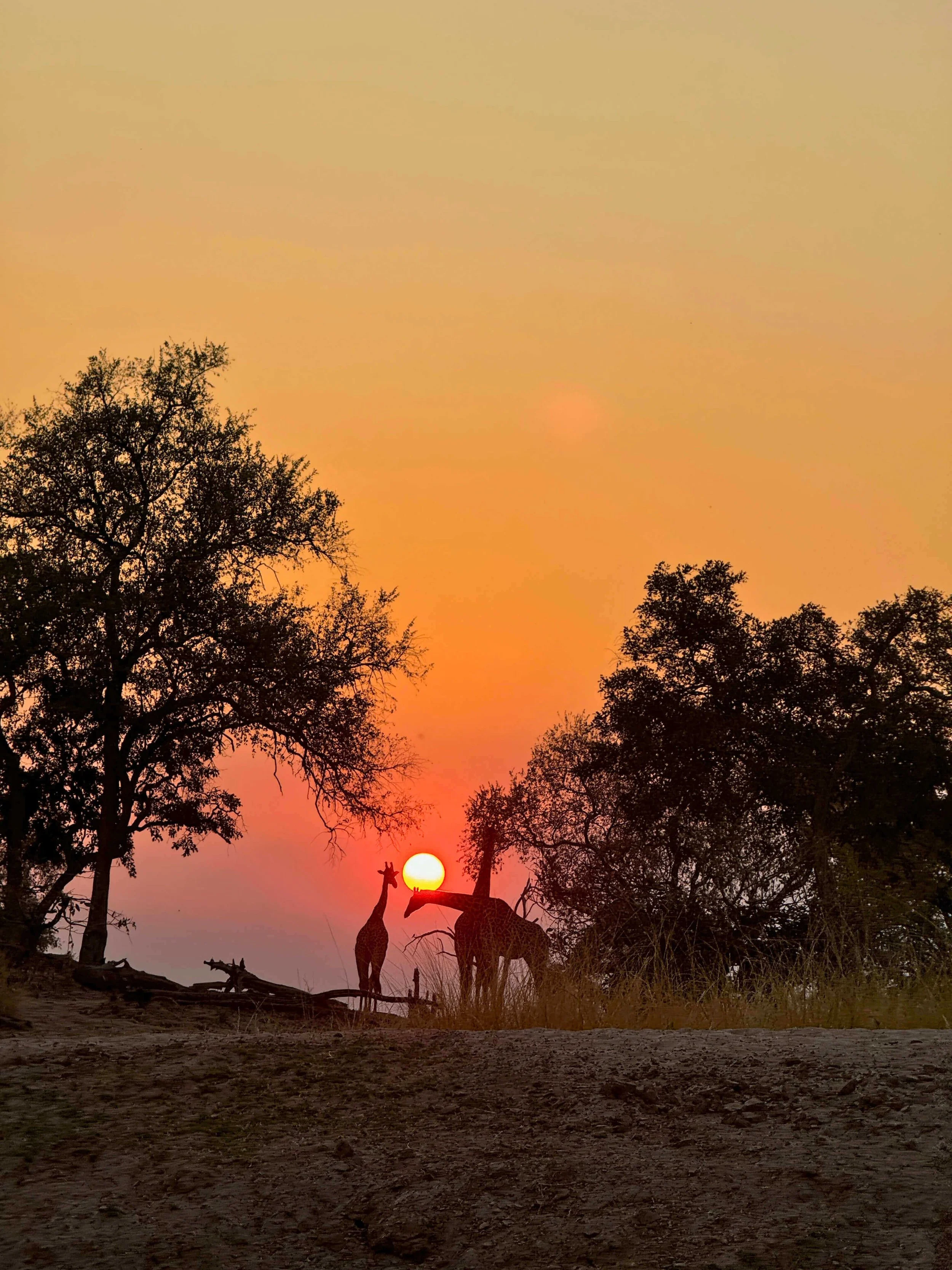 JTA_South_Luangwa_Giraffes_Sunset.jpg