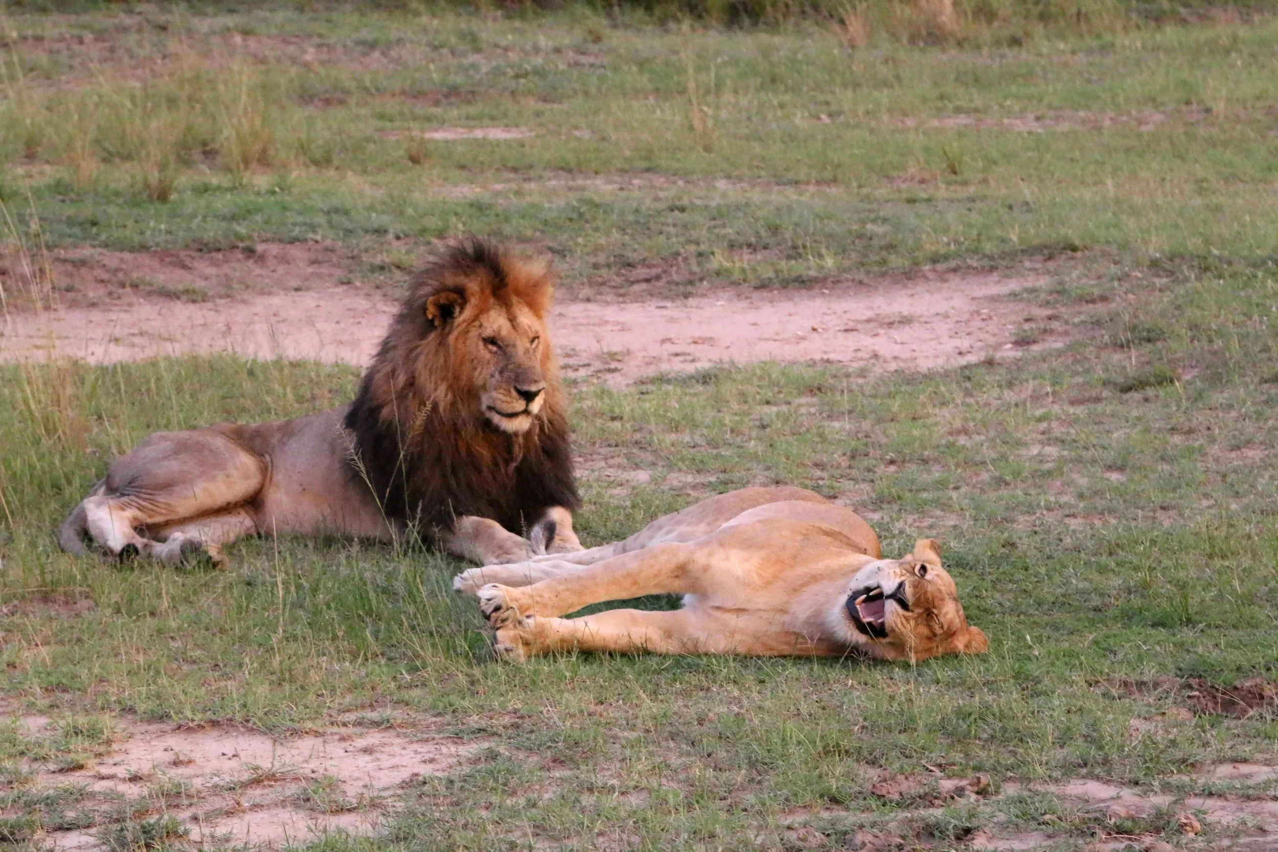 JTA_Lionness_Mara.jpg