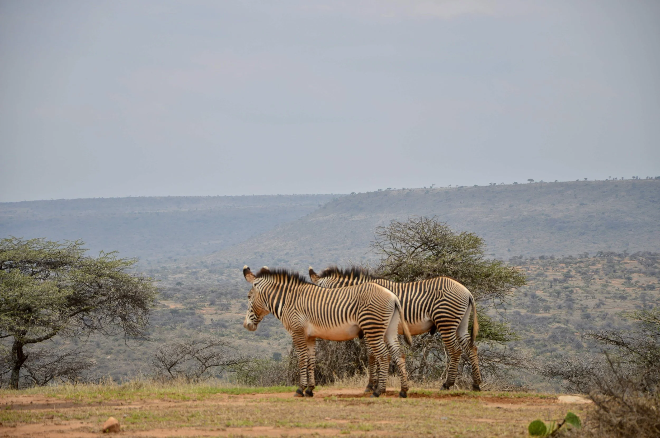 JTA_Grevys_Zebra.jpeg
