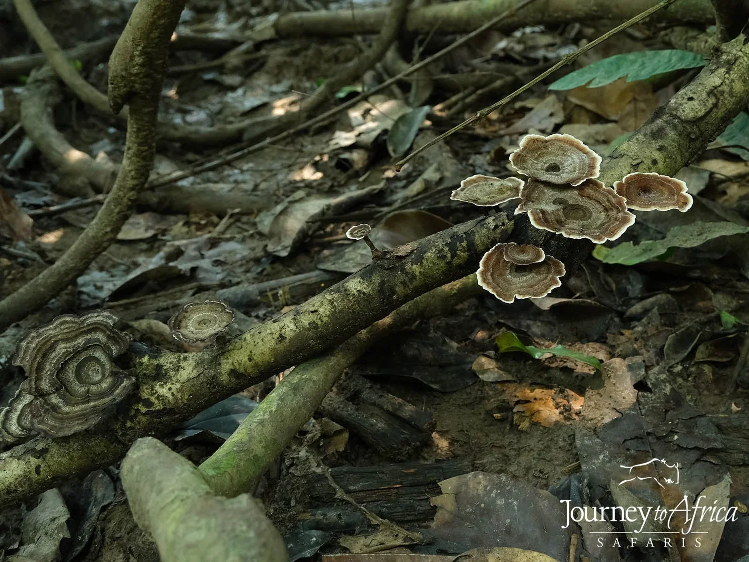 mushrooms.jpg.webp