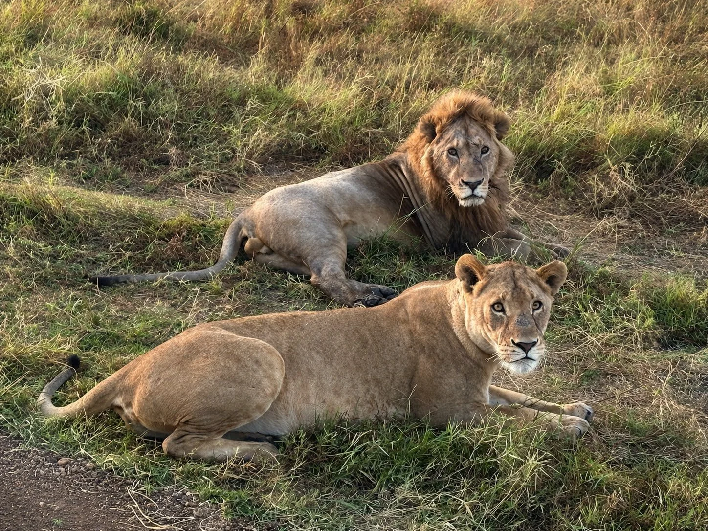 Lion couple on Safari