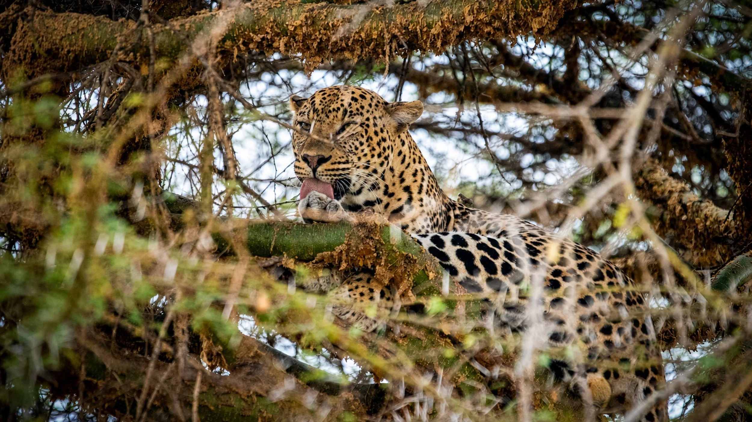 Leopard in Serengeti, Tanzania