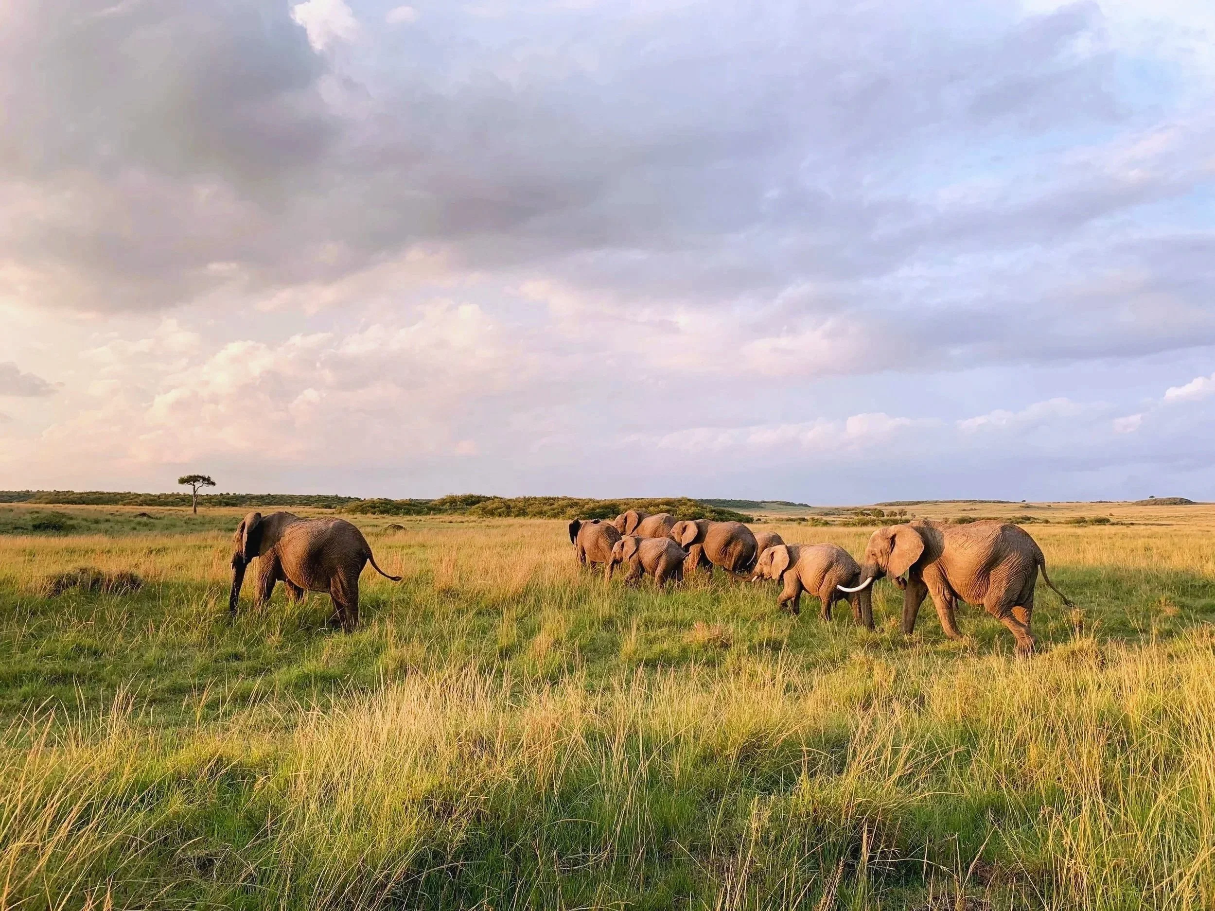 elephant_sunset_low.jpg
