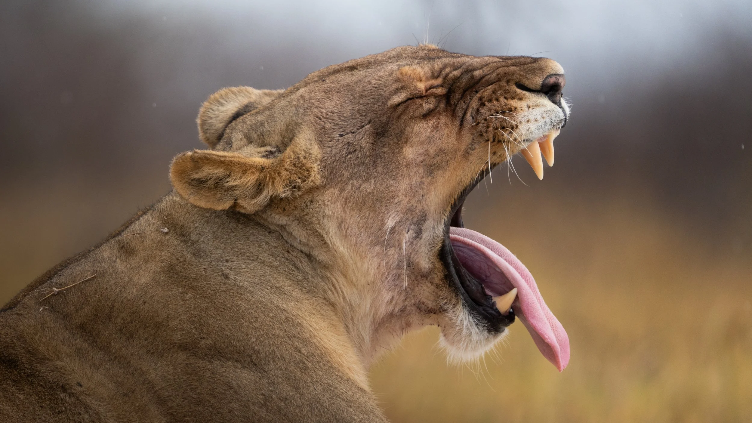 Wildlife