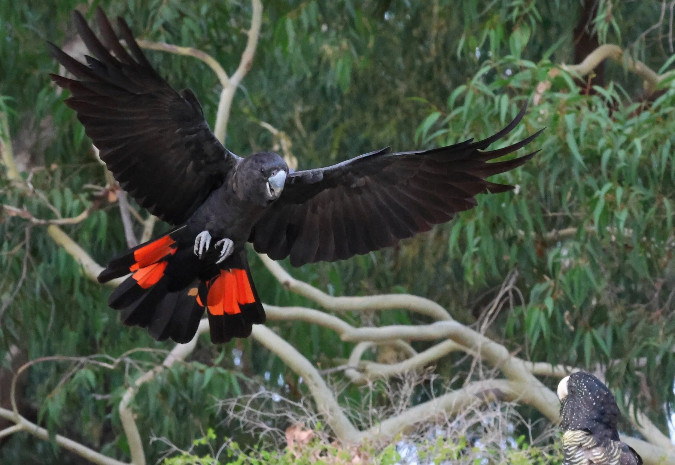 A black bird with red tail feathers flying through a green leafy forest area.