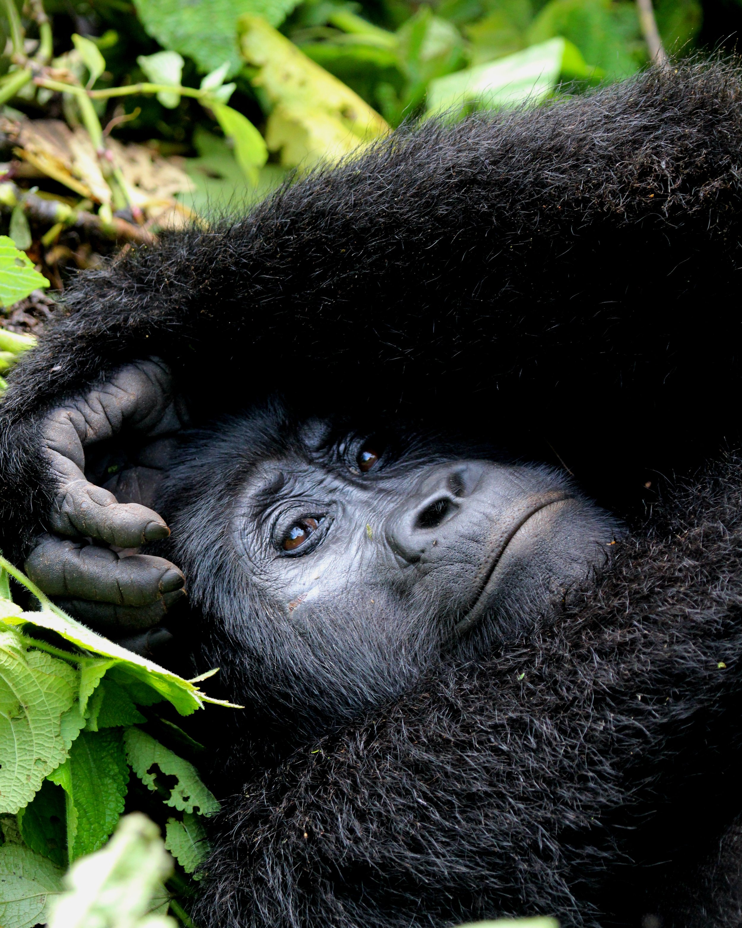 Ecotourism and Species Conservation Project