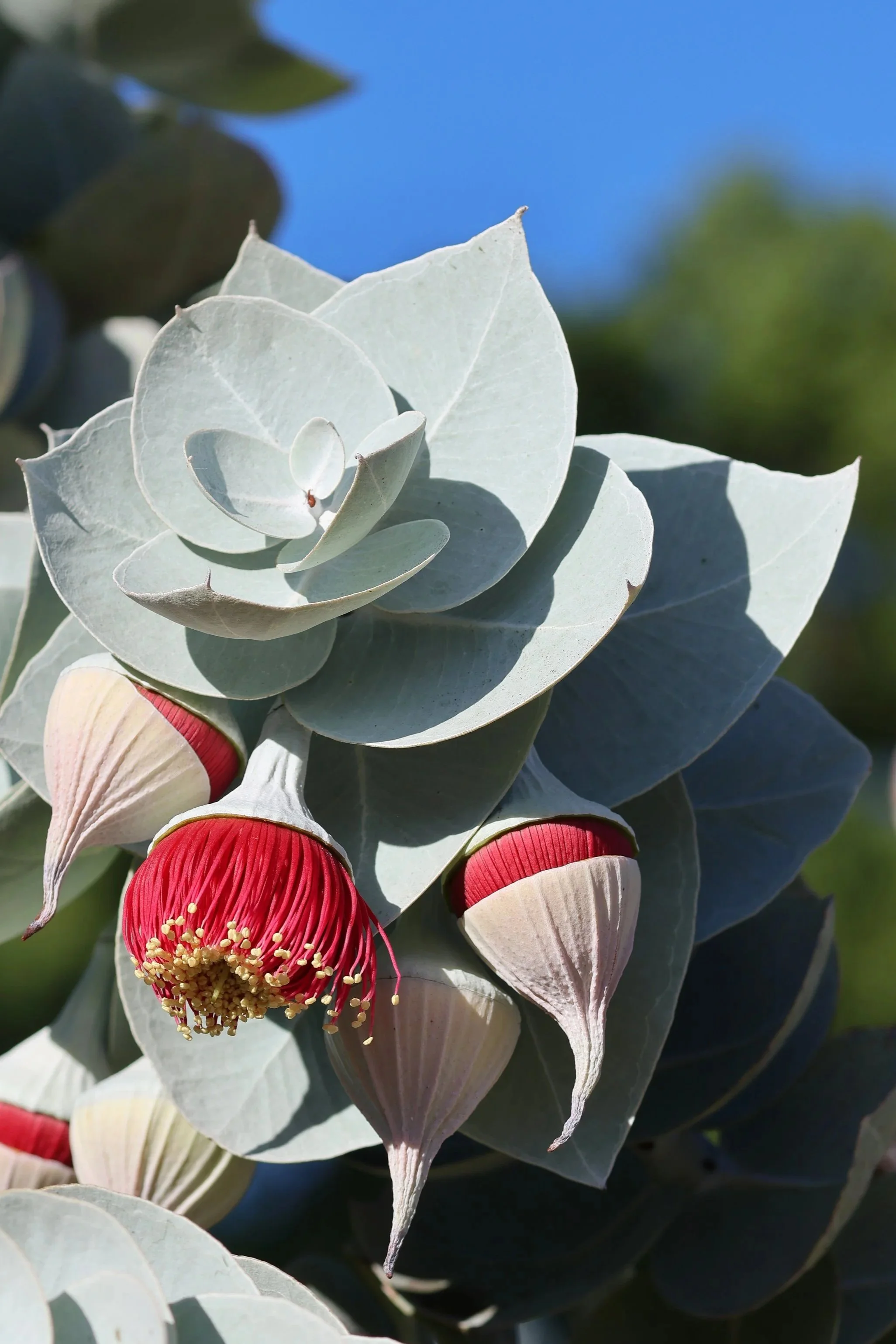 Close-up of a flowering eucalyptus plant with prominent red flowers and silvery-green leaves against a blue sky.