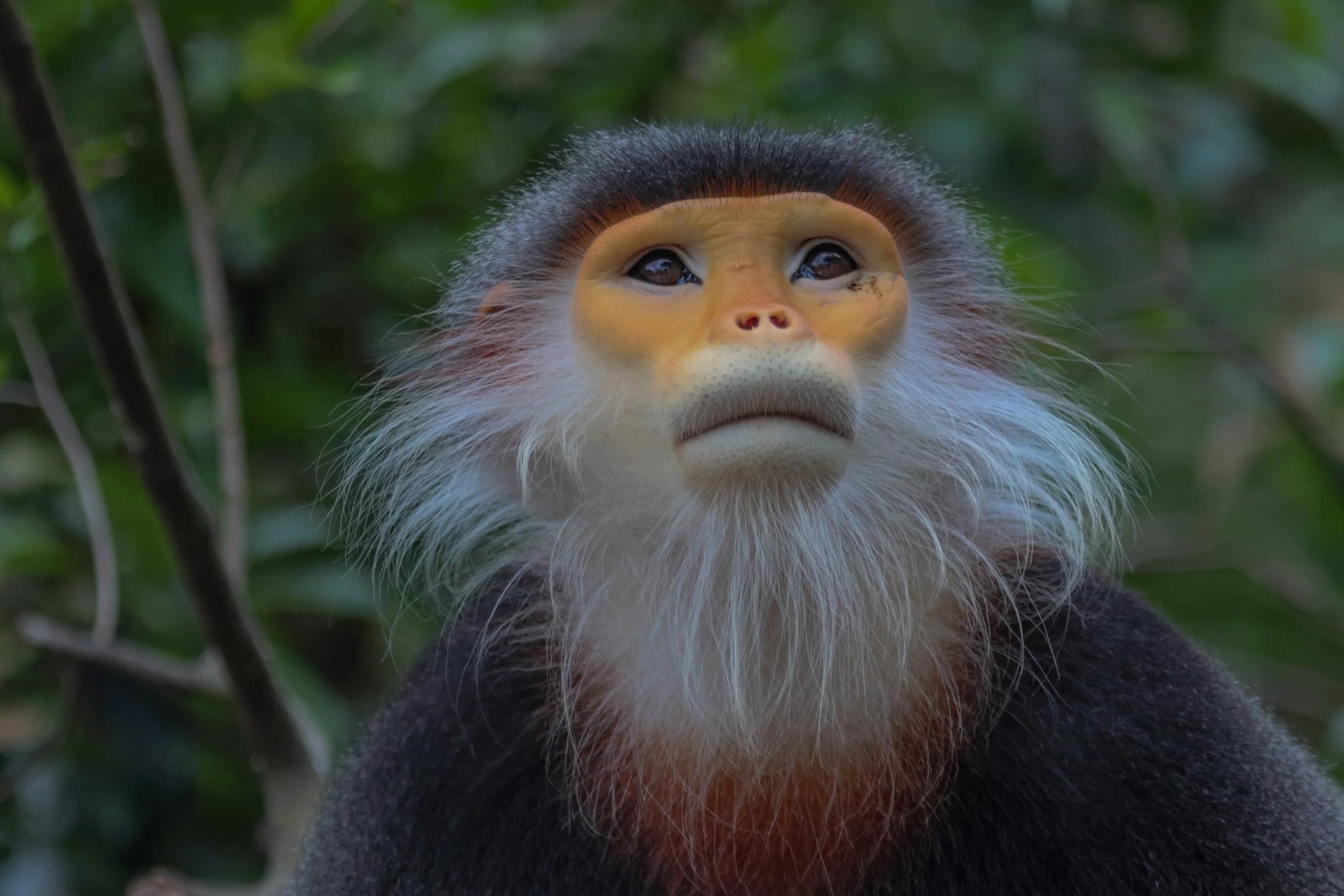 Close-up of a monkey's face with expressive eyes, yellowish facial features, surrounded by green foliage.