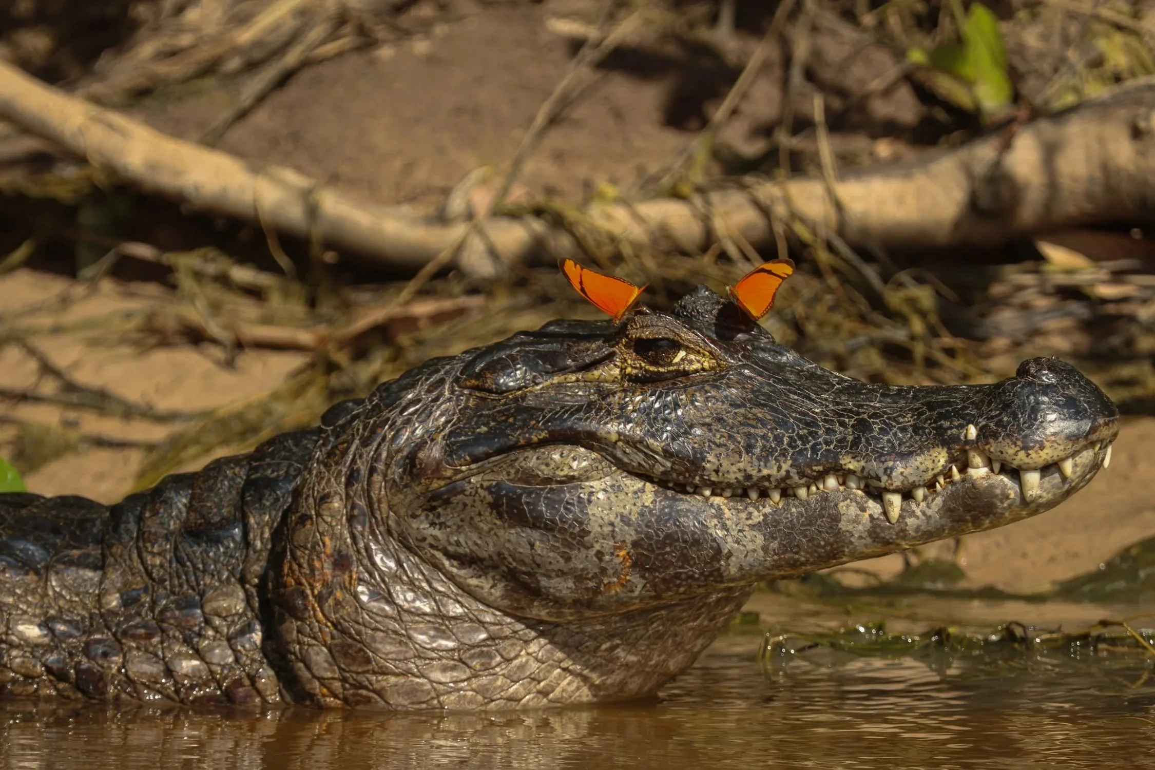 An alligator with orange butterfly wings on its back in water surrounded by branches and mud.
