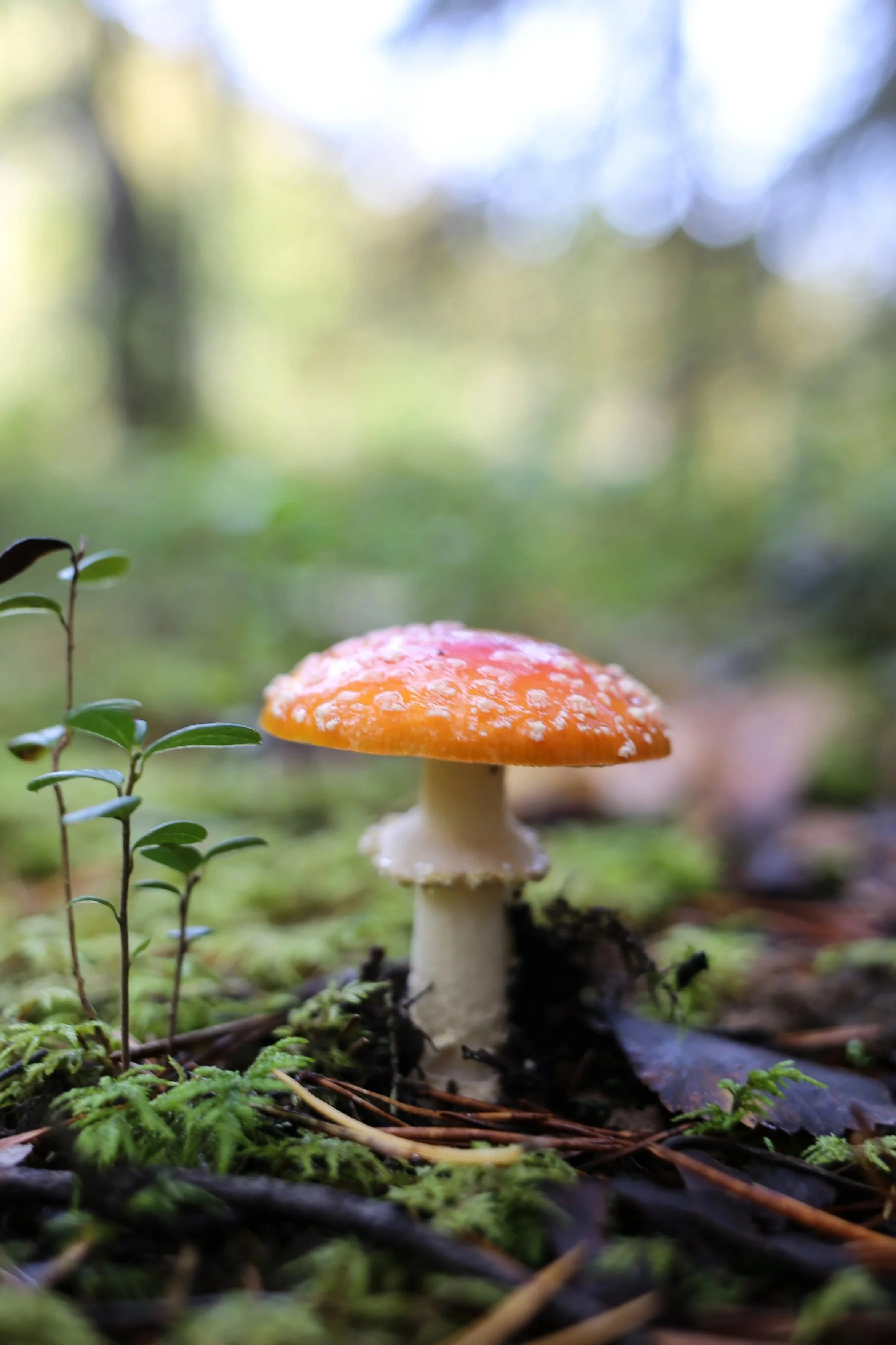 A mushroom with an orange cap and white spots growing on a forest floor surrounded by green moss and small plants.