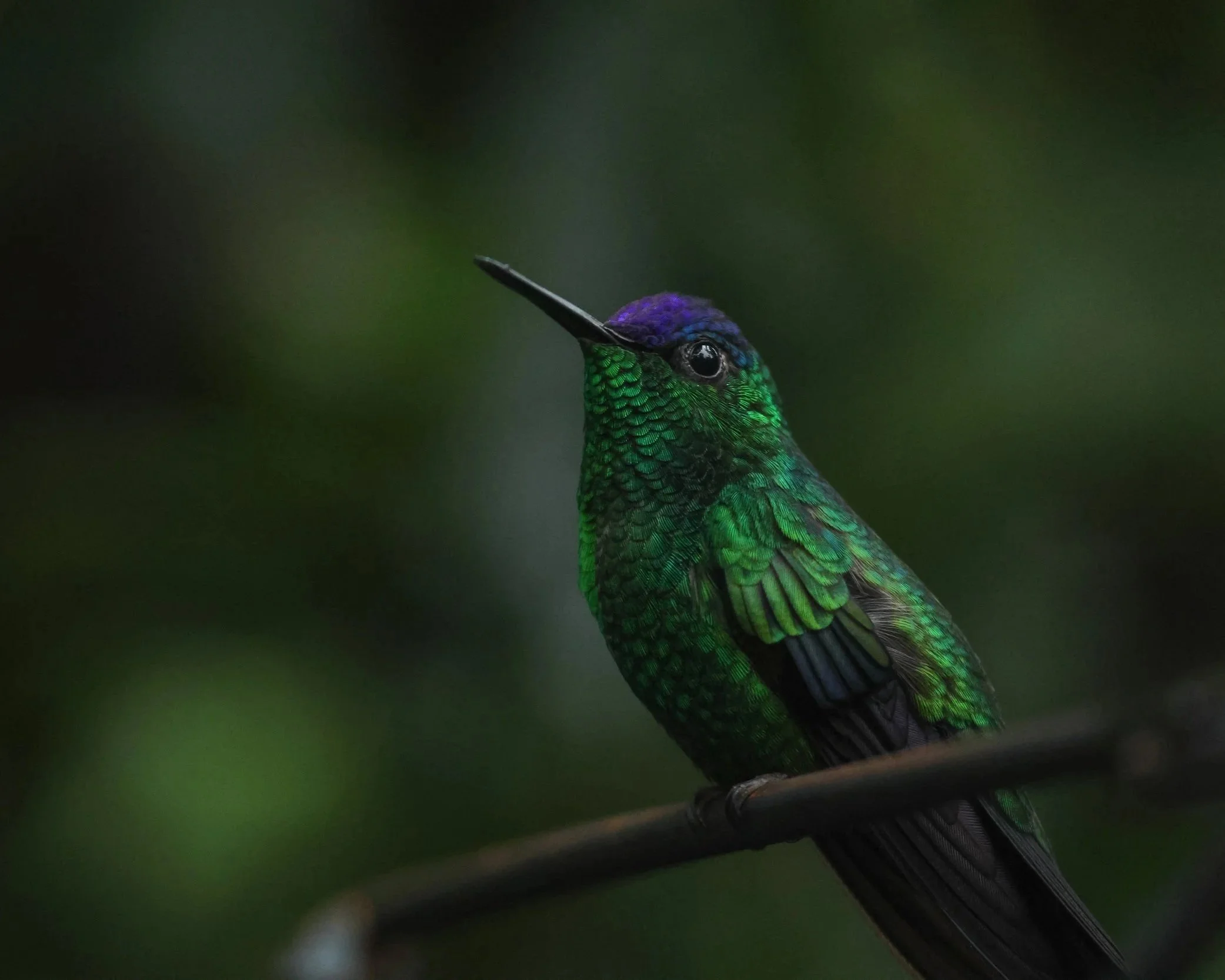 Close-up of a colorful hummingbird with iridescent green and purple feathers, perched on a branch.