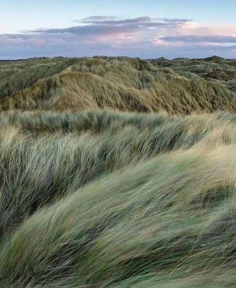 Rolling sand dunes covered in tall grass with a cloudy sky in the background.