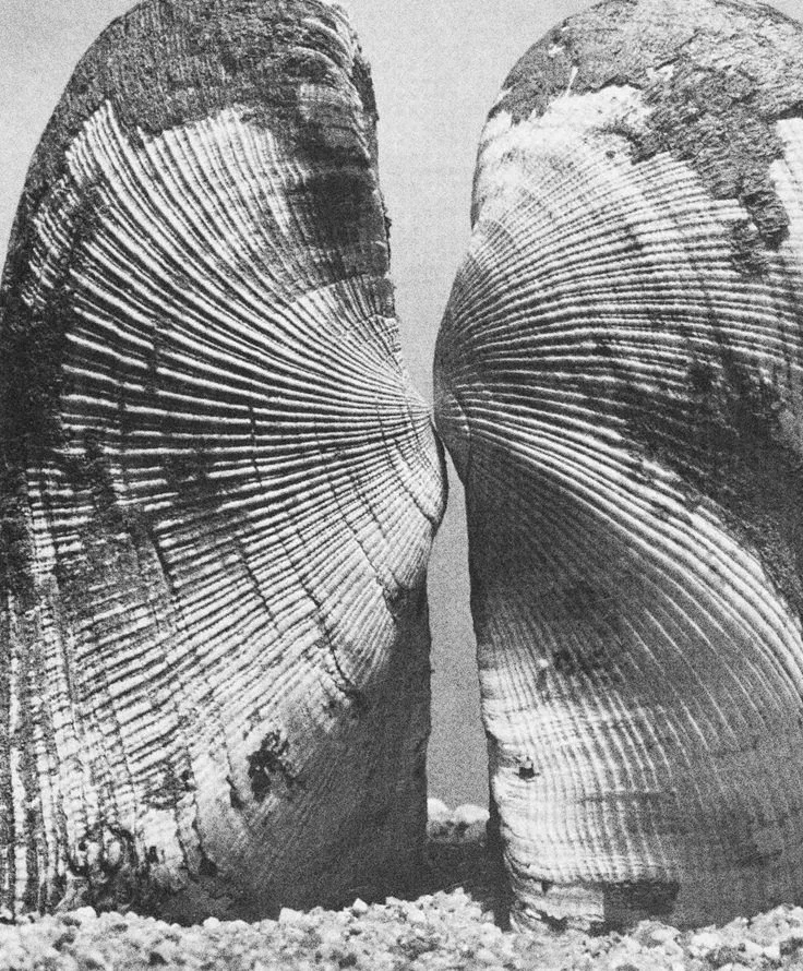 A black and white photo of two large seashells facing each other with their opening edges touching, surrounded by small rocks or sand.