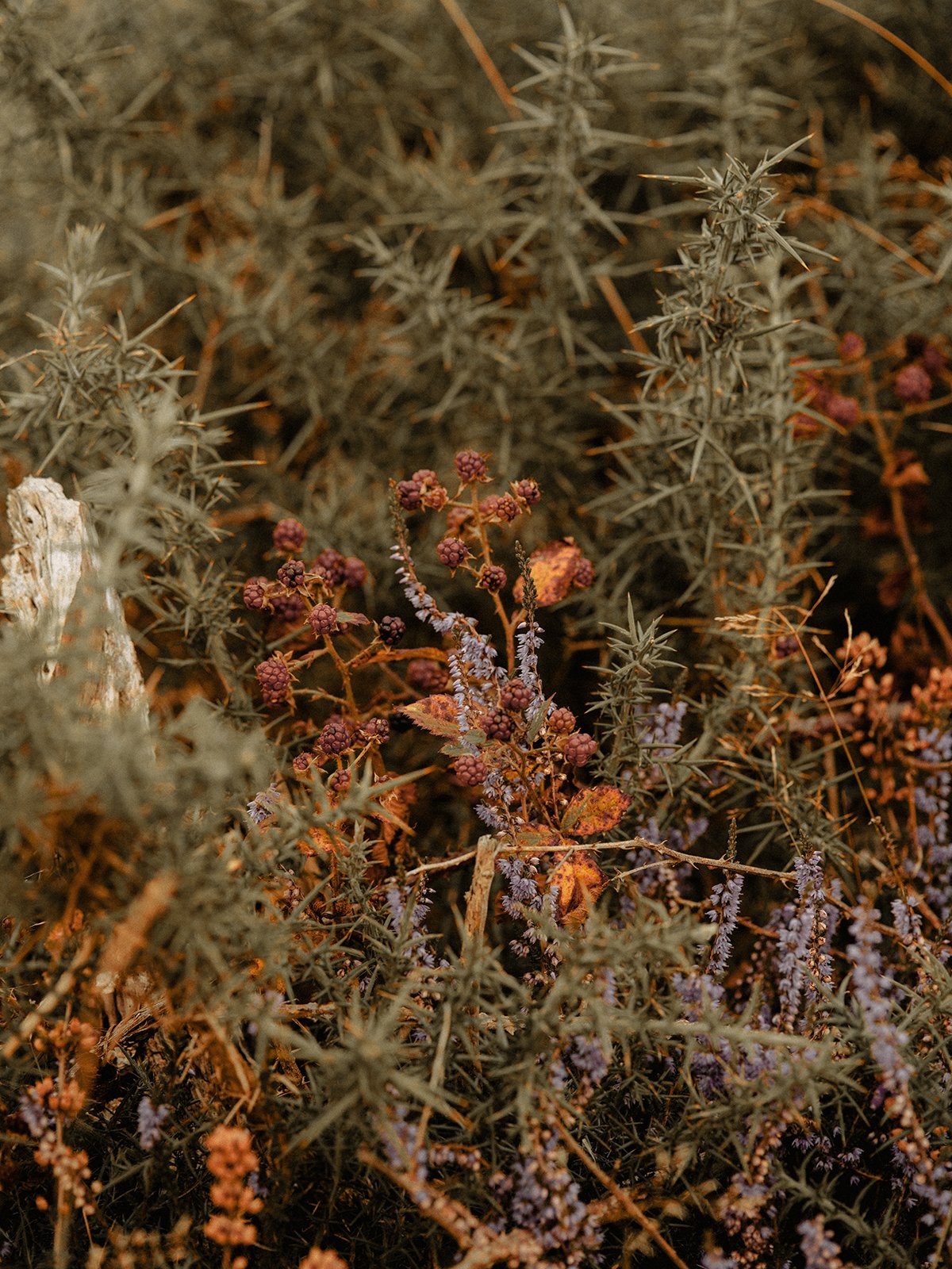 Close-up of autumn leaves scattered on dark soil.
