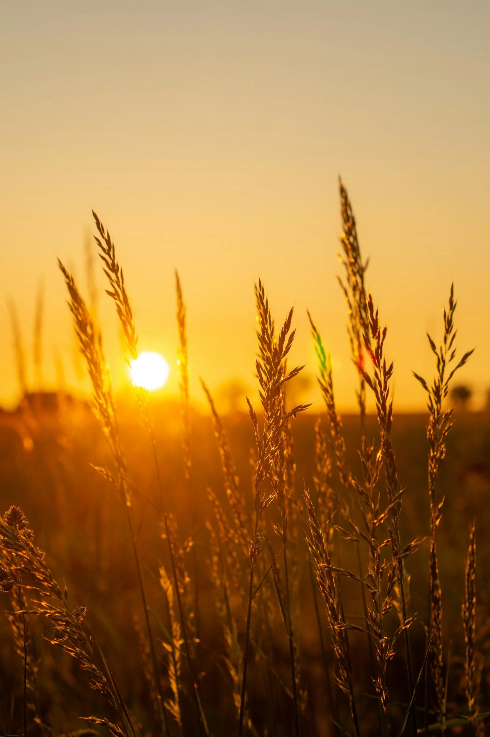 Tall grass in a field illuminated by the warm glow of a setting sun, with a clear sky in the background.