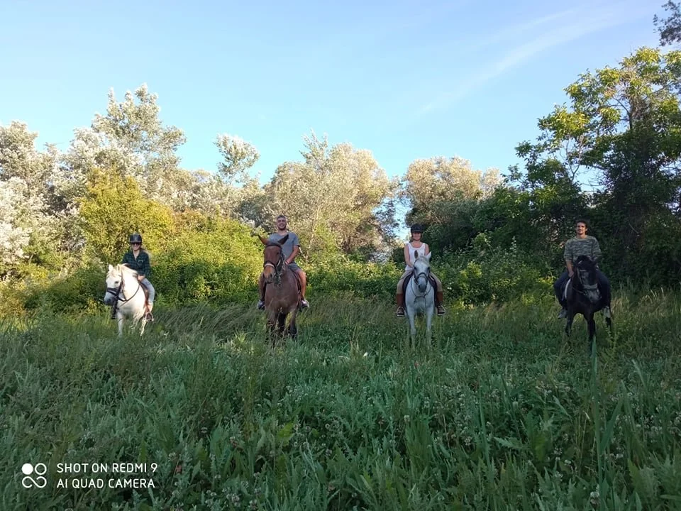 Four people riding horses on a grassy hill, surrounded by trees under a blue sky.