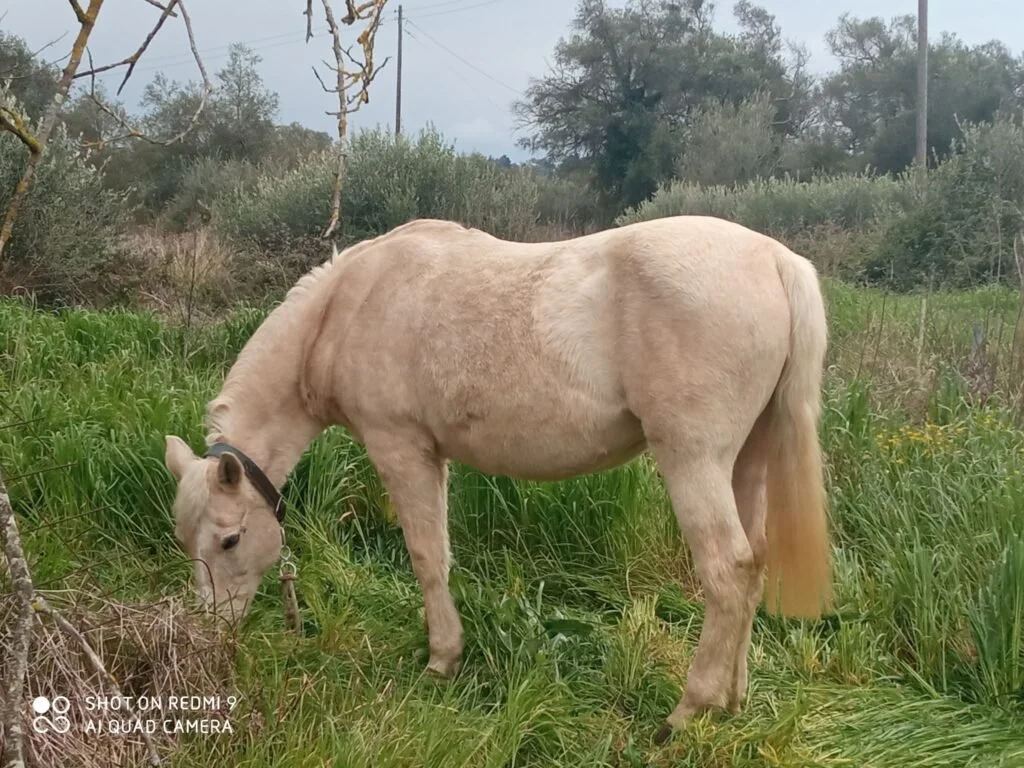 A white horse grazing on green grass in a rural outdoor setting with trees and shrubs in the background.