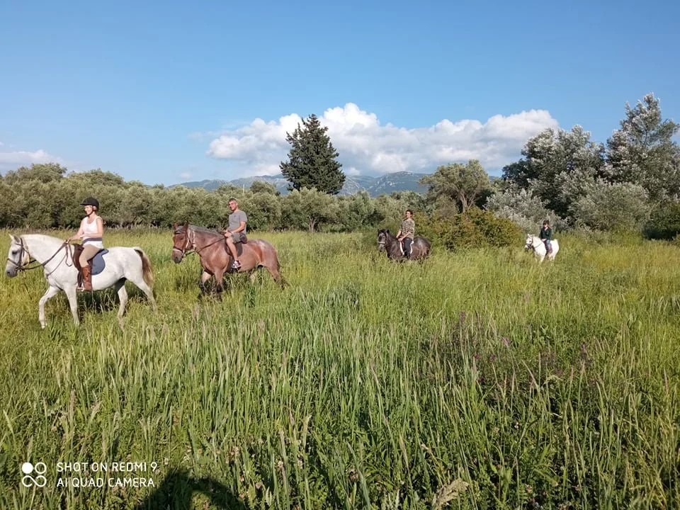 Four people riding horses through a green grassy field with trees and mountains in the background on a sunny day.
