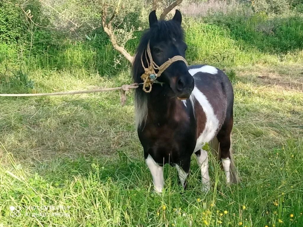 A small black and white pinto horse with a tan rope halter tied to a tree in a green grassy field.