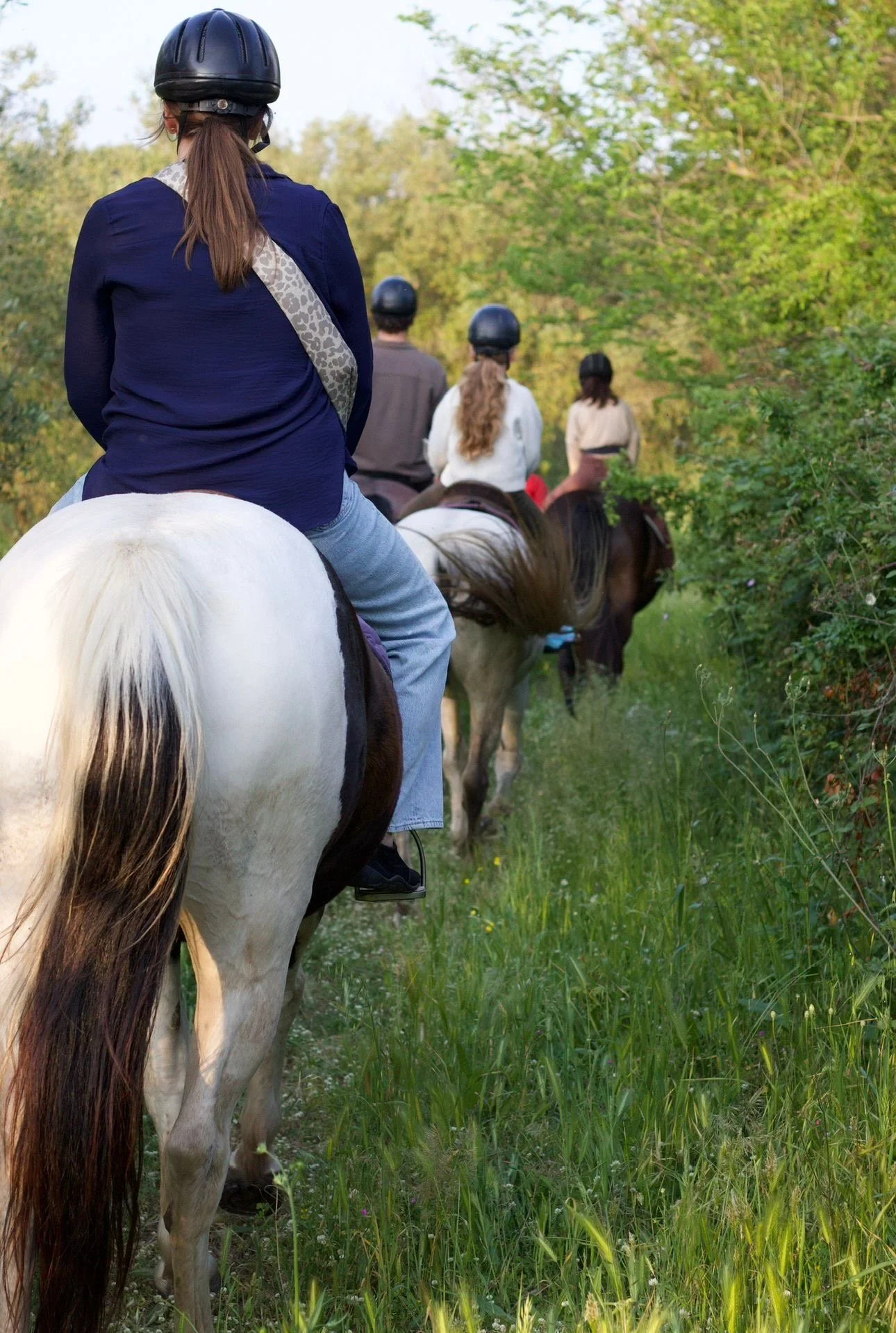 People riding horses on a narrow grassy trail surrounded by green trees and shrubbery during the daytime.