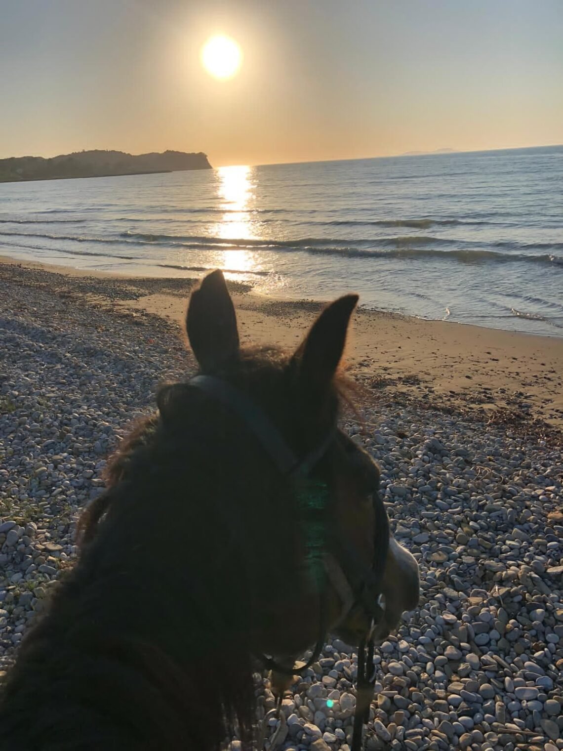 A dog with erect ears and a harness sitting on a pebble beach, facing the ocean and reflecting on the sunset, with a distant landmass on the horizon.