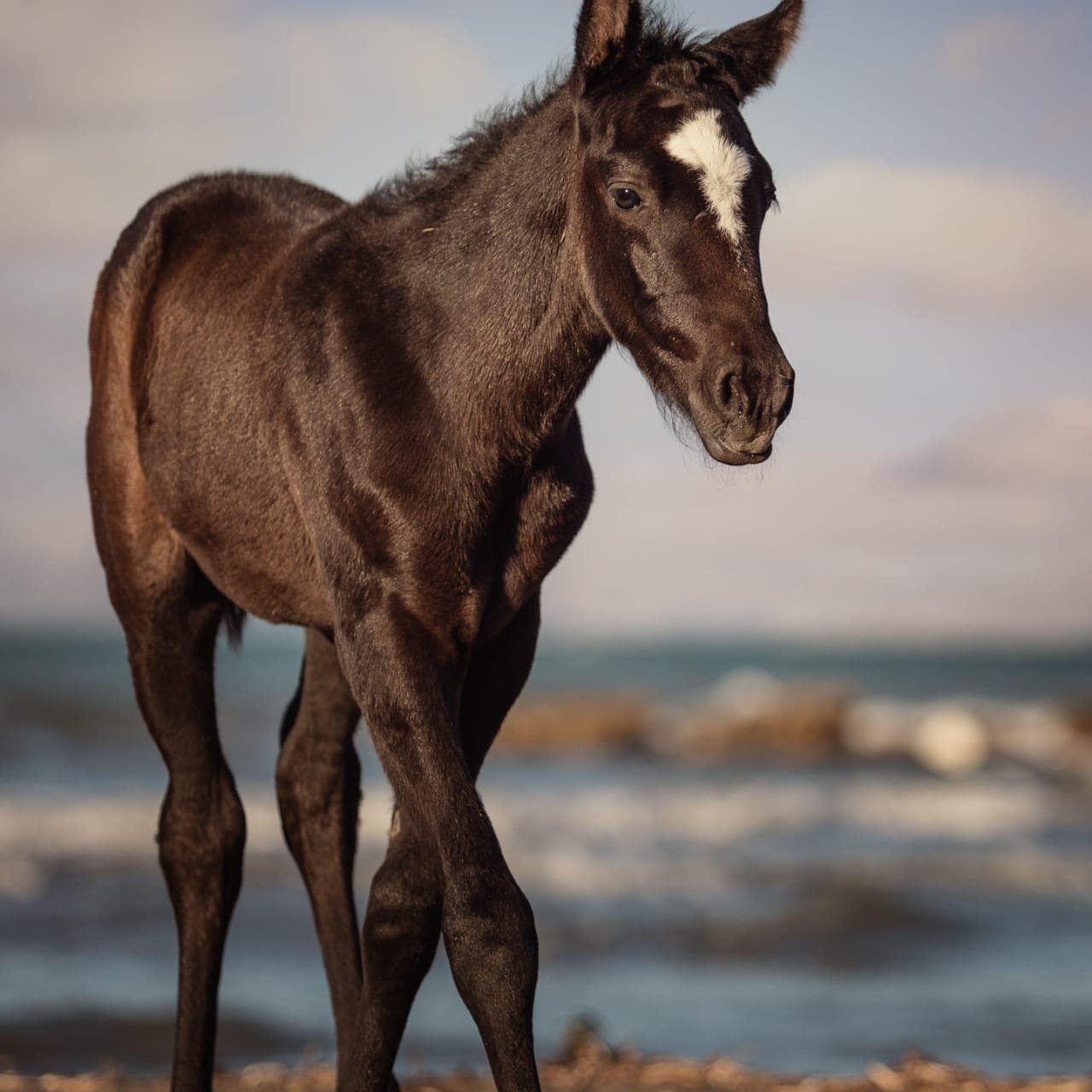 A young dark brown foal with a white star-shaped marking on its face standing on a beach with ocean waves in the background.