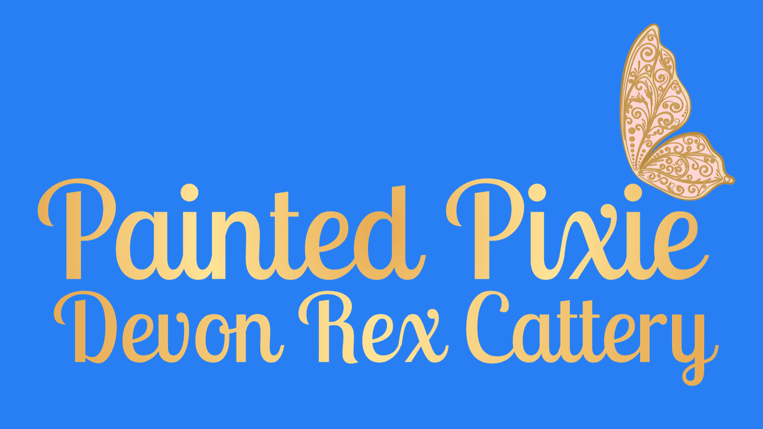Painted Pixie Devon Rex Cattery