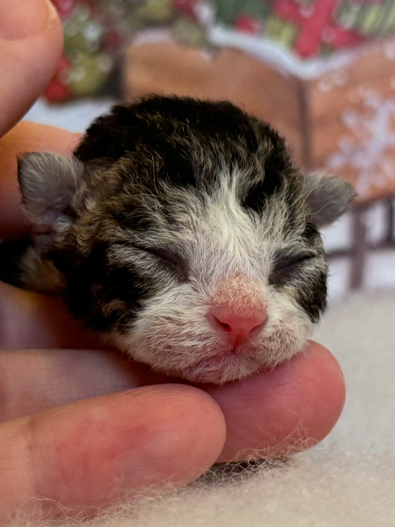 BabyinHand