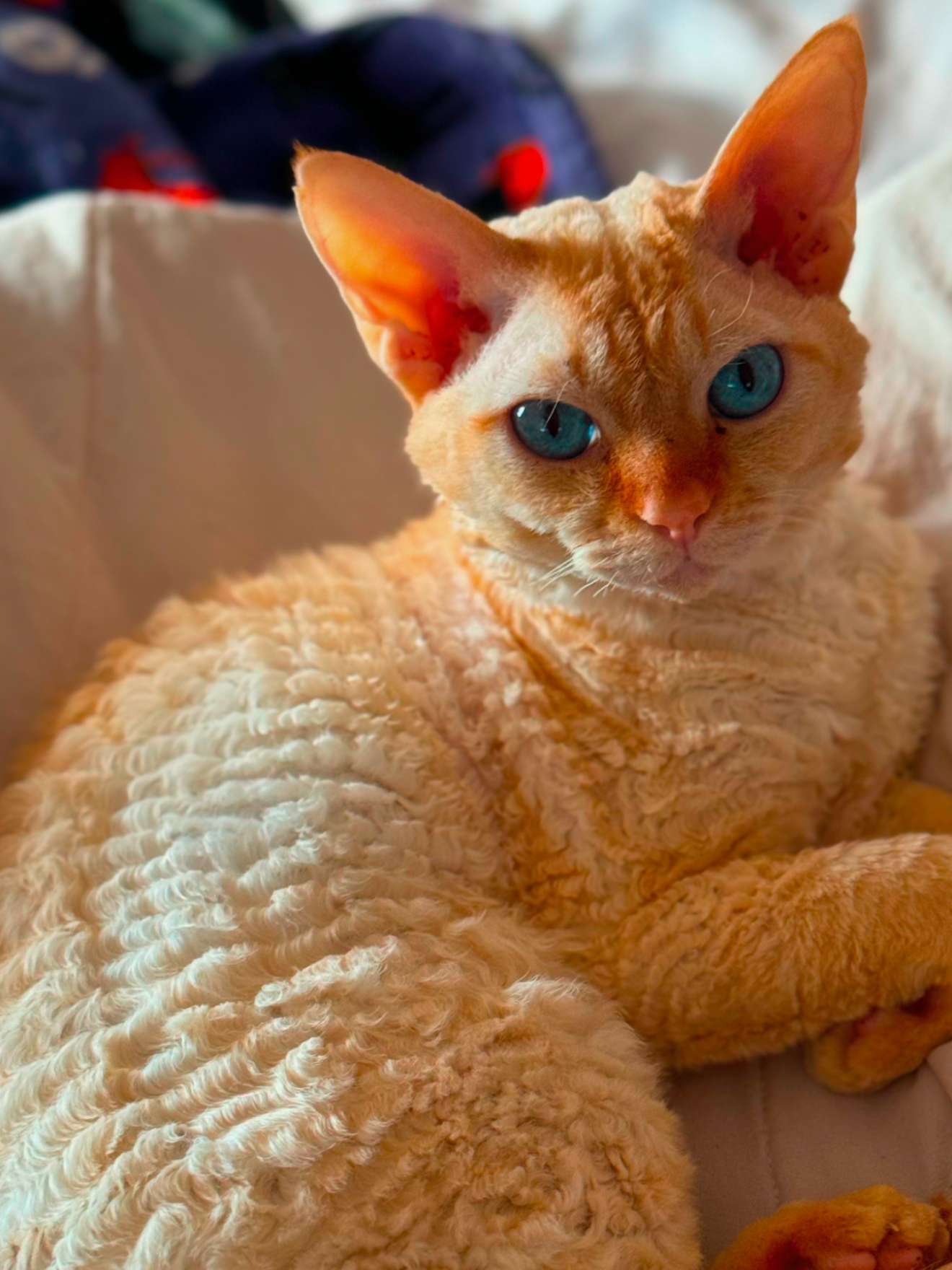 orangedevonwithblueeyes