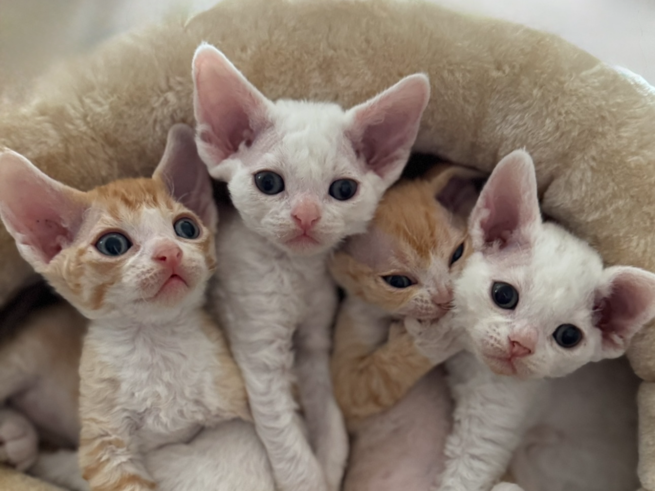 Four adorable kittens with large eyes sitting closely together inside a soft, beige pet bed.