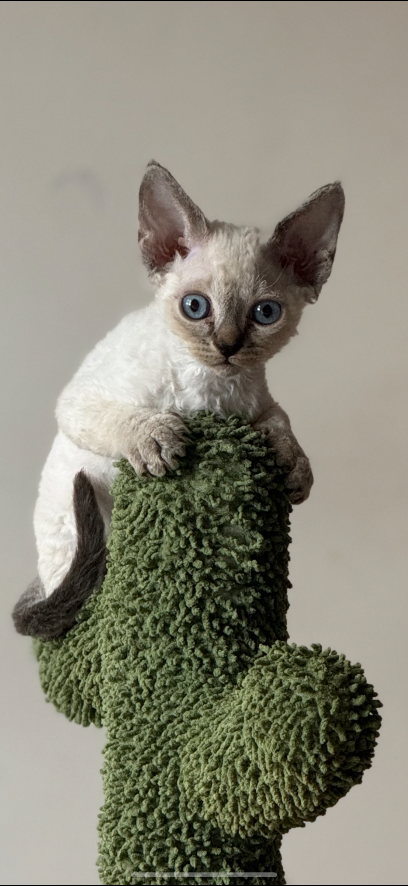 DevoninCactus