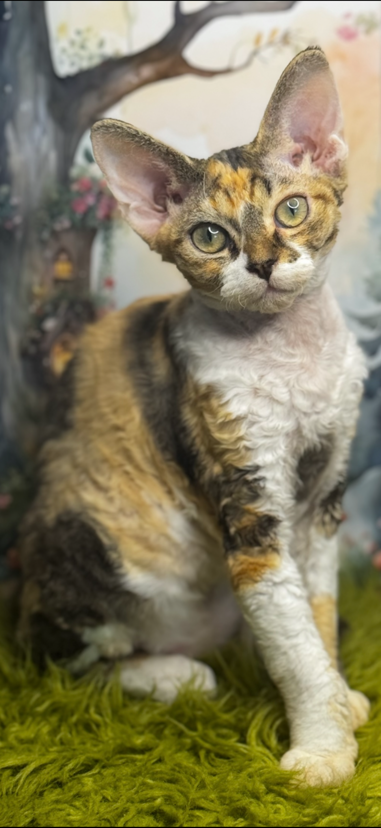 LemonDevon
